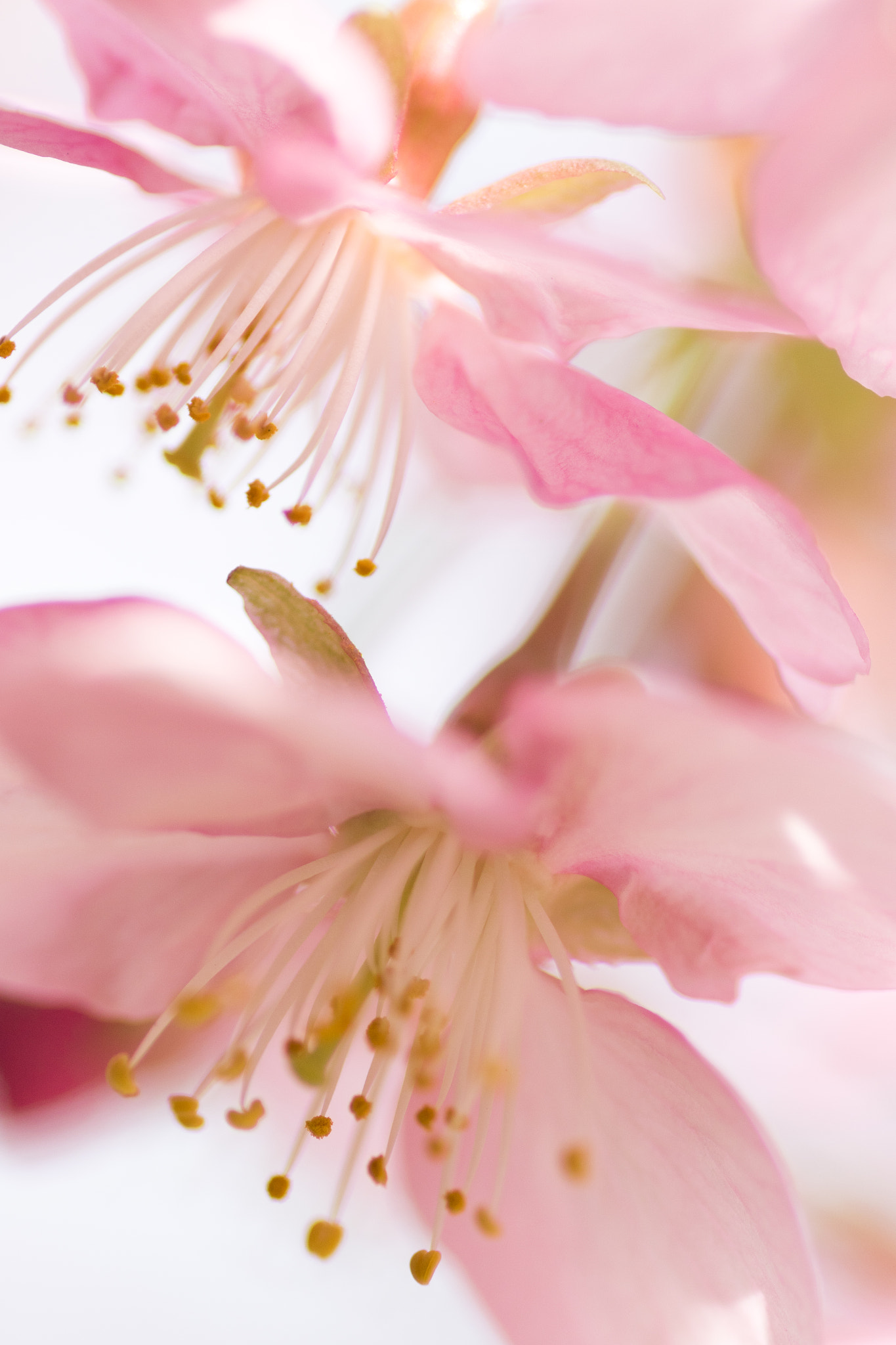 Canon EOS 7D Mark II + Tamron SP AF 90mm F2.8 Di Macro sample photo. 河津桜 photography