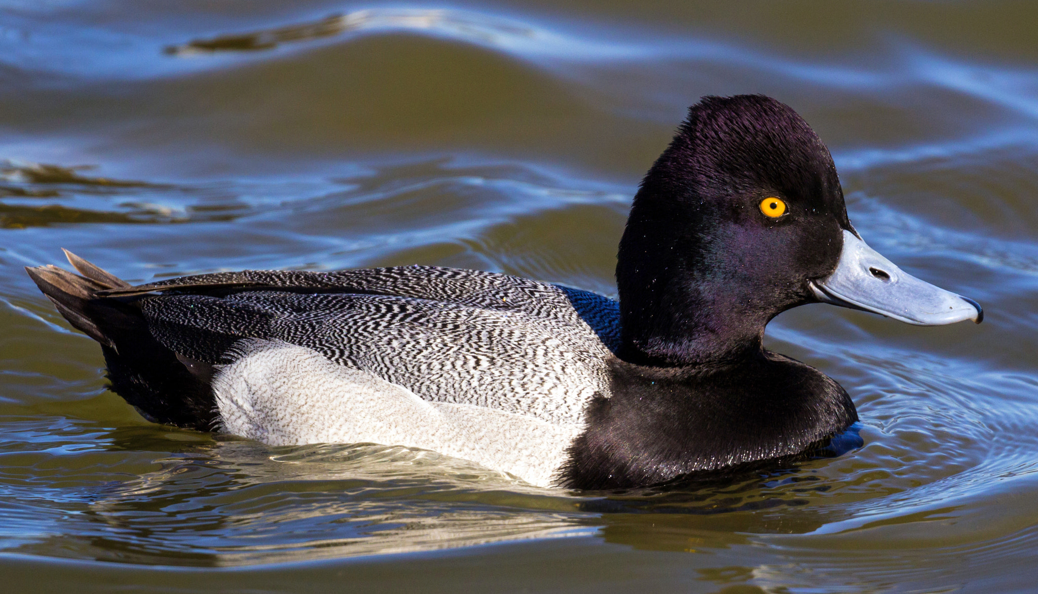 Canon EOS 60D sample photo. Lesser scaup photography