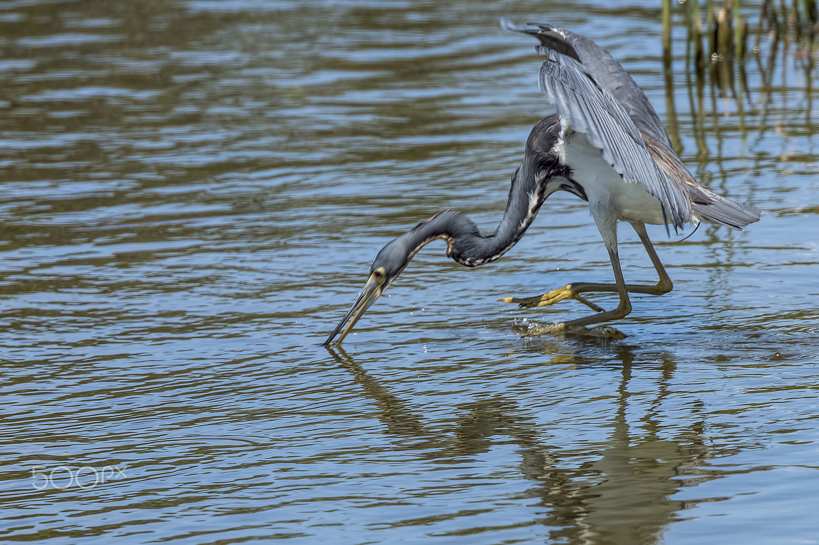 Nikon D810 sample photo. Walking on water photography