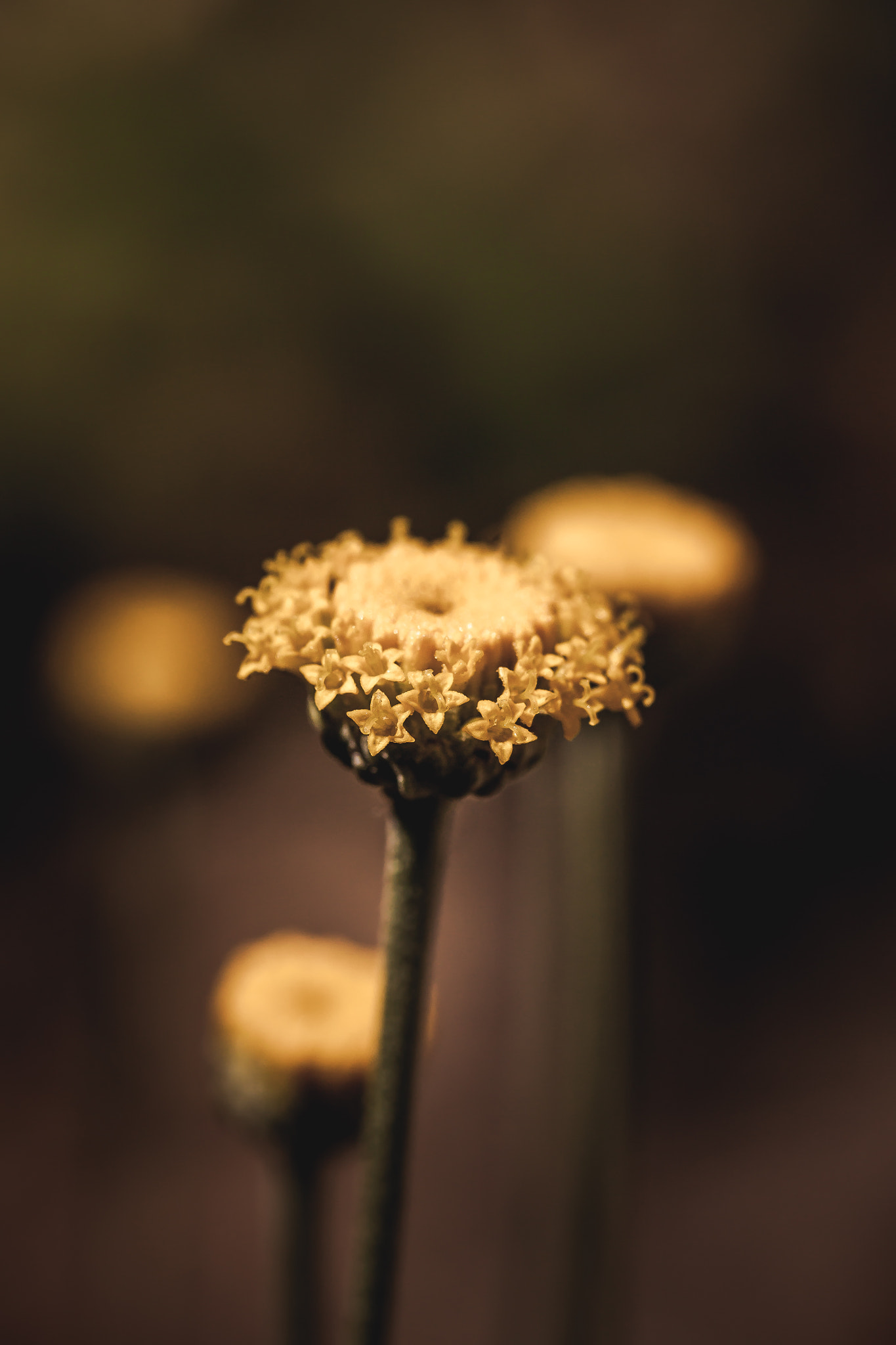 Canon EF-S 60mm F2.8 Macro USM sample photo. *** photography