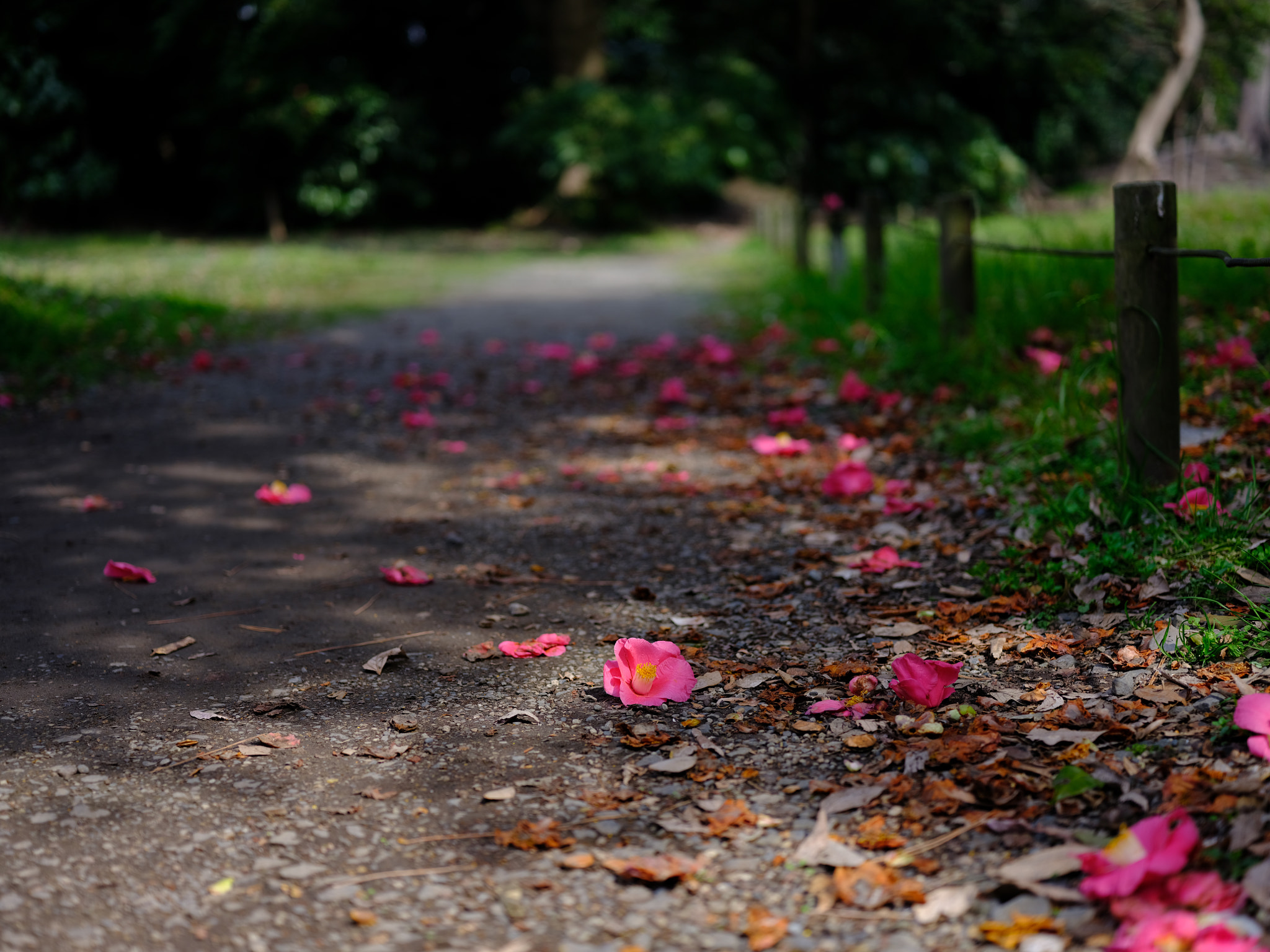 Fujifilm GFX 50S + Fujifilm GF 63mm F2.8 R WR sample photo. Fallen but still beautiful photography