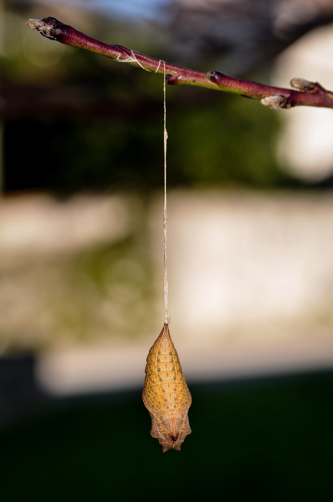 Nikon D300 sample photo. Clausura de outono photography
