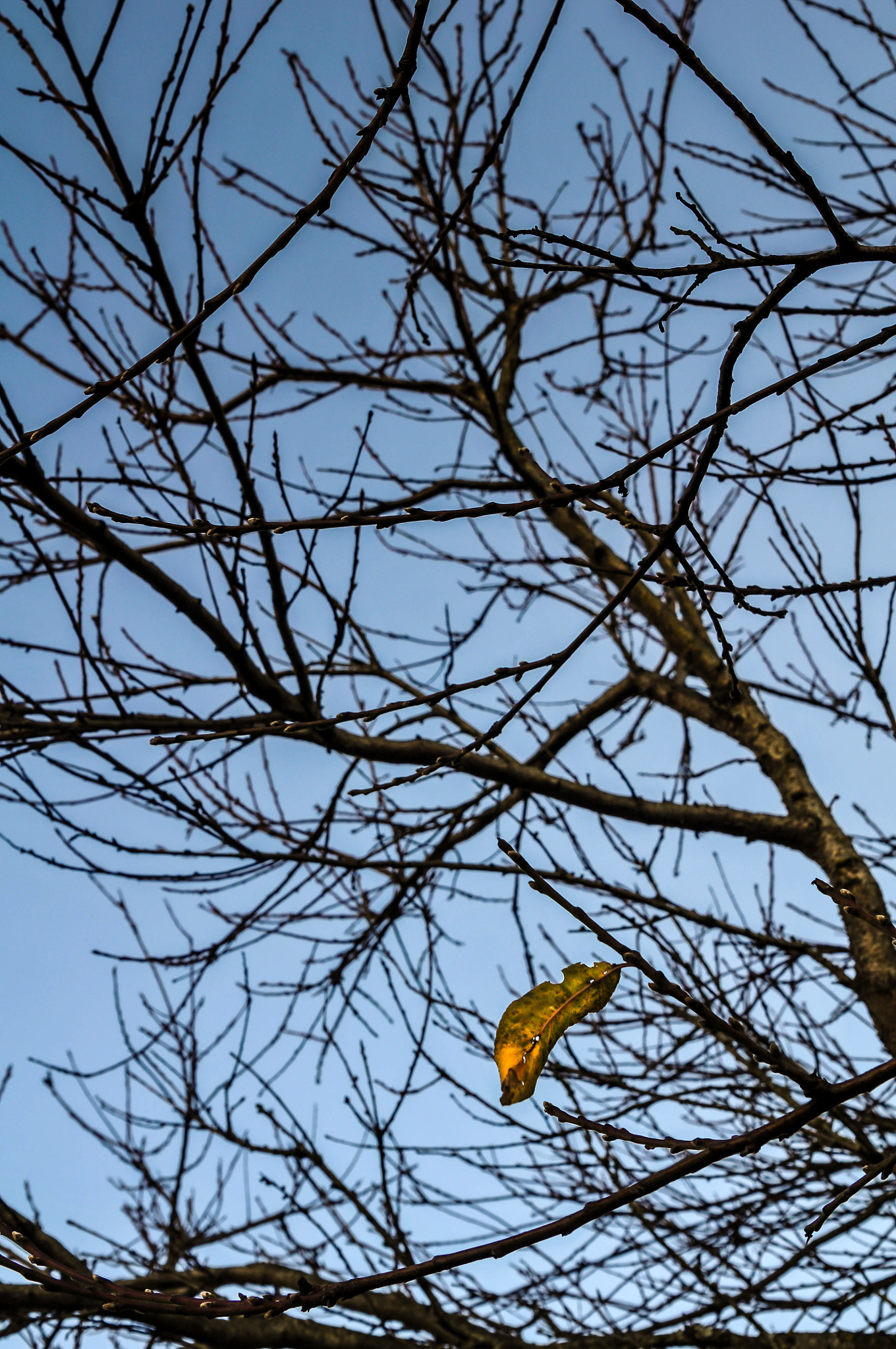 Nikon D300 sample photo. Folha solitária photography