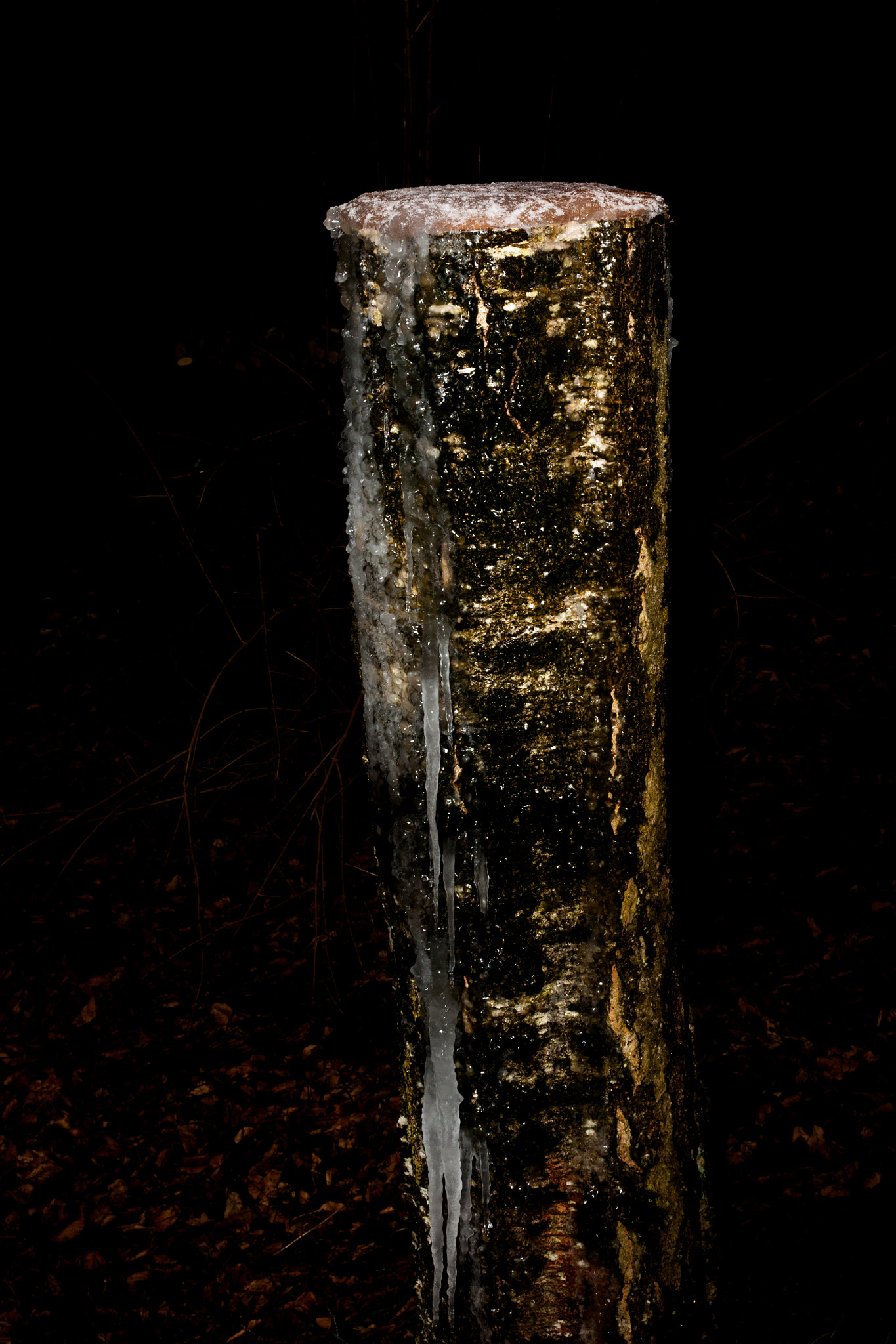 Sony Alpha DSLR-A700 sample photo. Birketræ photography