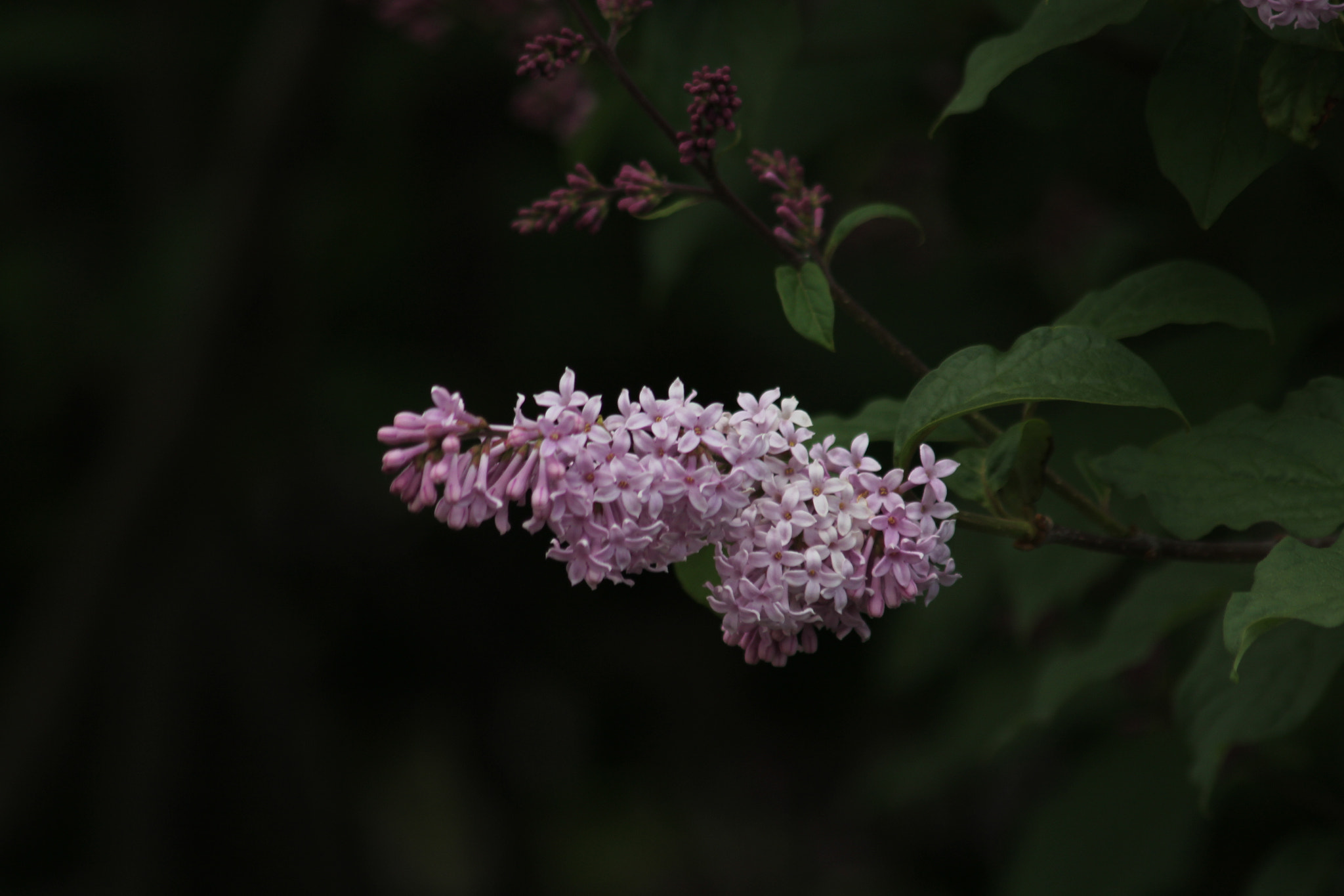 Canon EF 75-300mm F4.0-5.6 IS USM sample photo. - photography