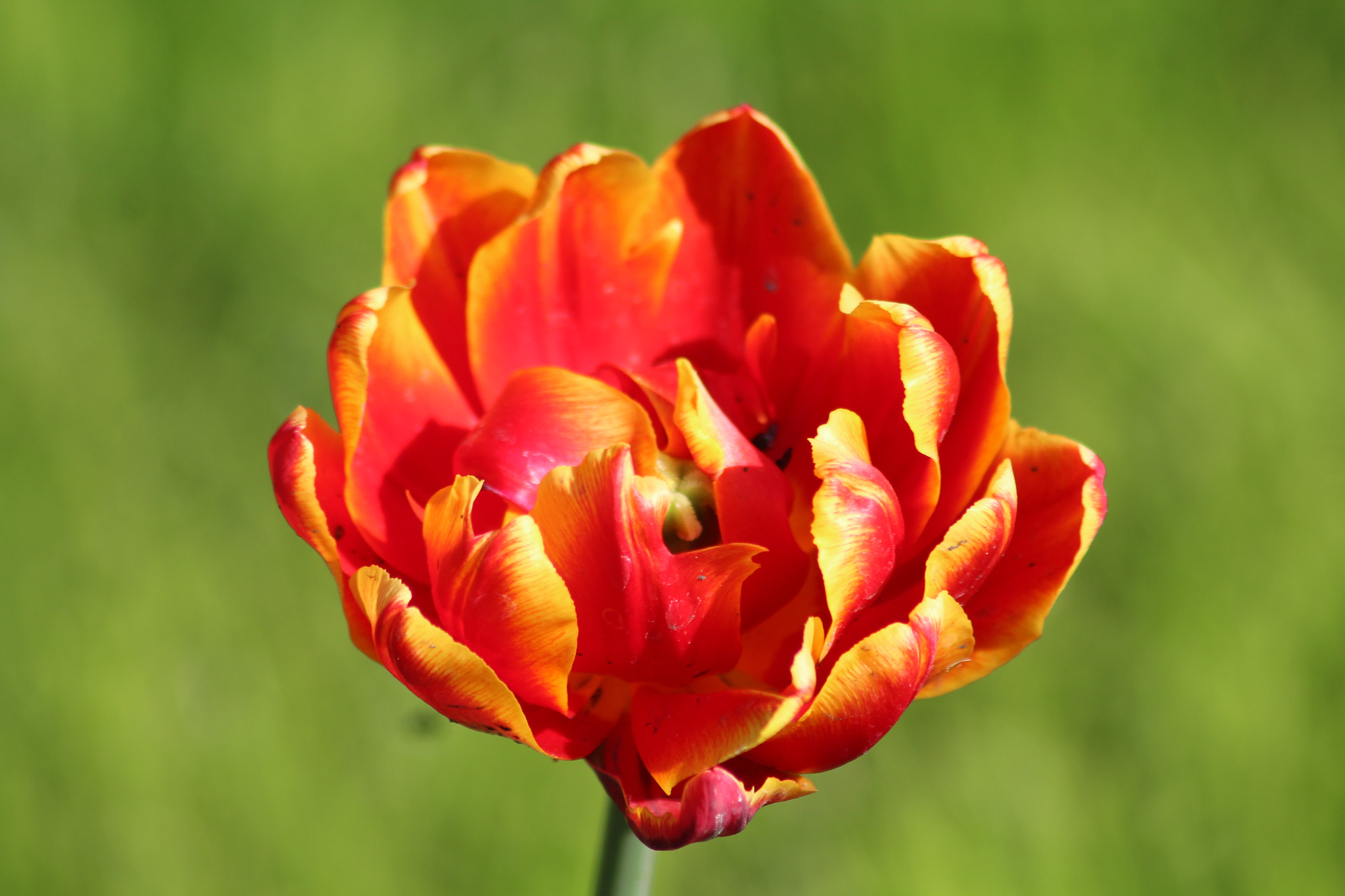 Canon EF 75-300mm F4.0-5.6 IS USM sample photo. - photography