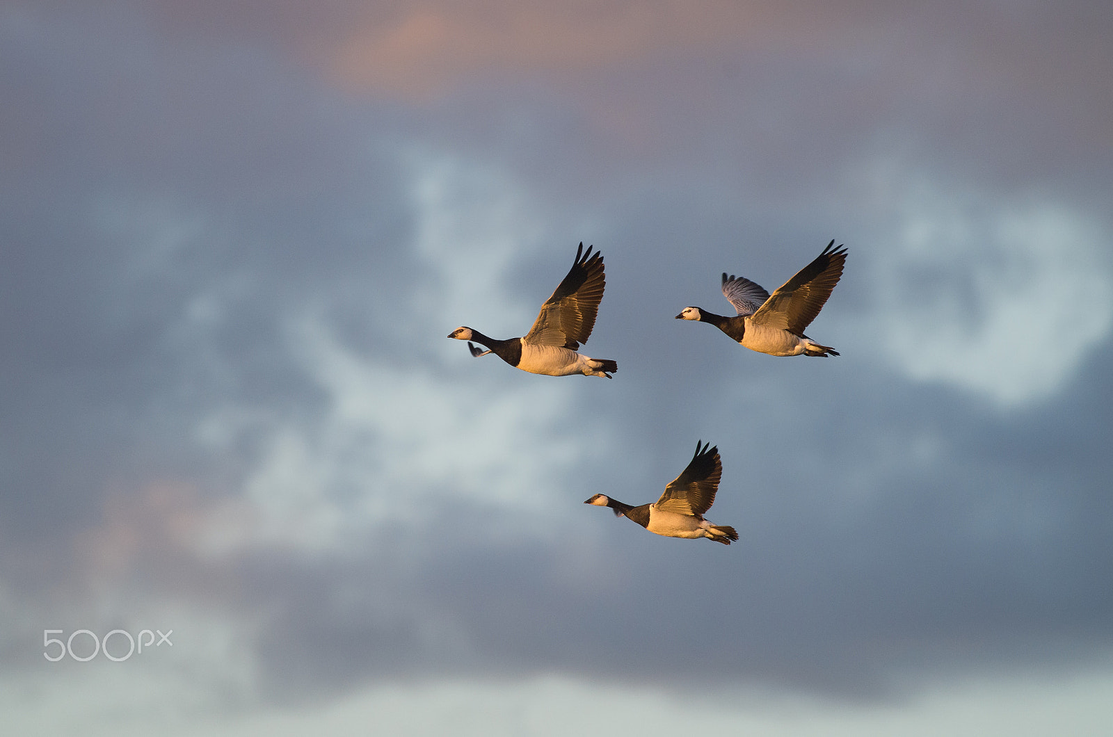 Pentax K-50 + Pentax smc DA* 300mm F4.0 ED (IF) SDM sample photo. Barnacle goose flight in sunset photography