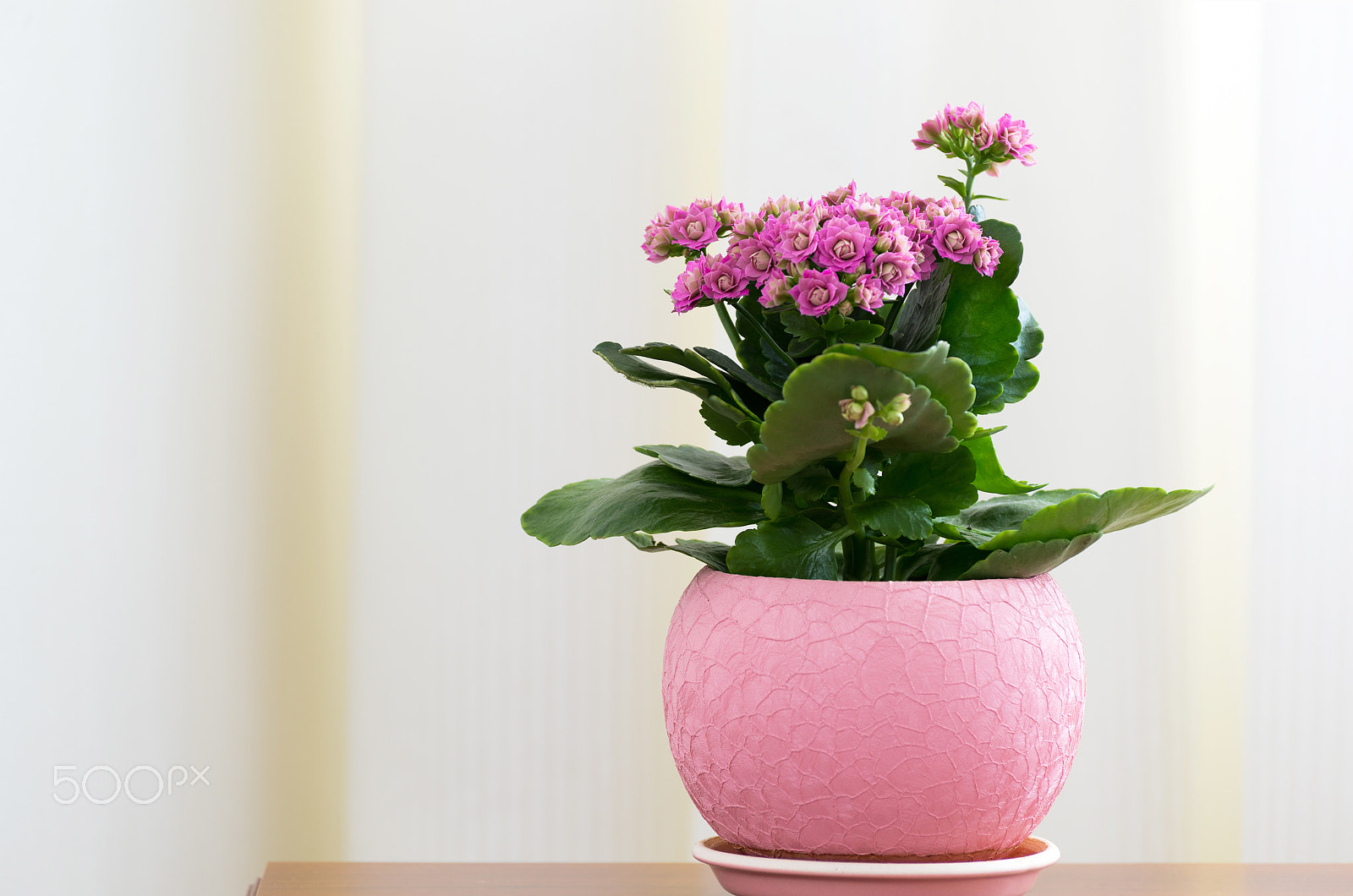 Nikon D600 sample photo. Blossoming pink kalanchoe in pot photography