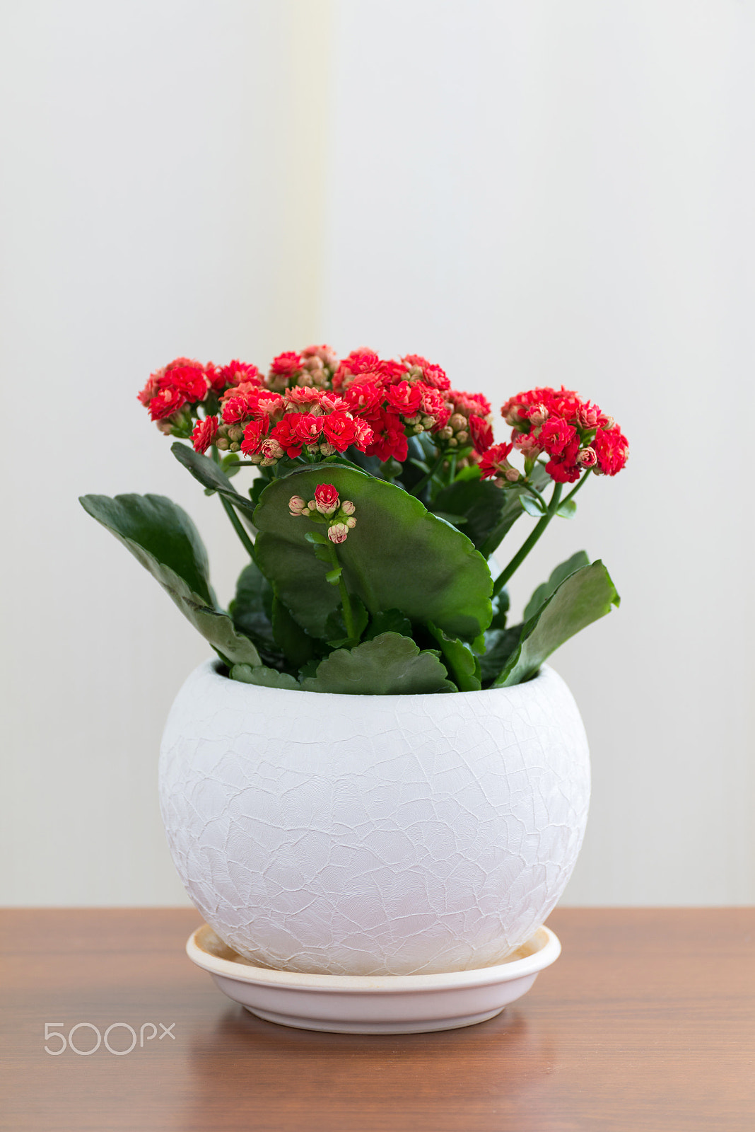 Nikon D600 sample photo. Red flowering kalanchoe in white pot photography