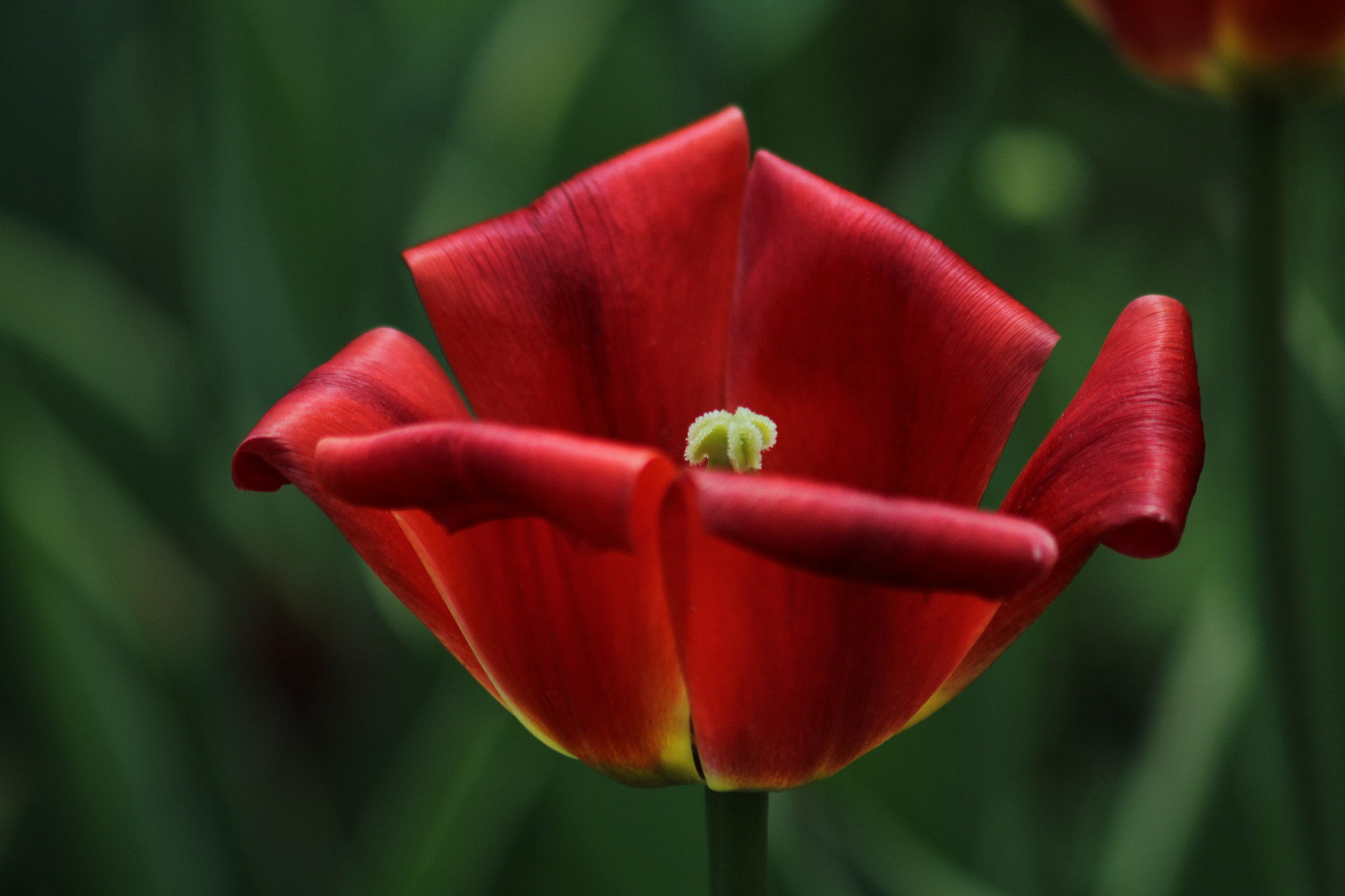 Canon EF 75-300mm F4.0-5.6 IS USM sample photo. - photography