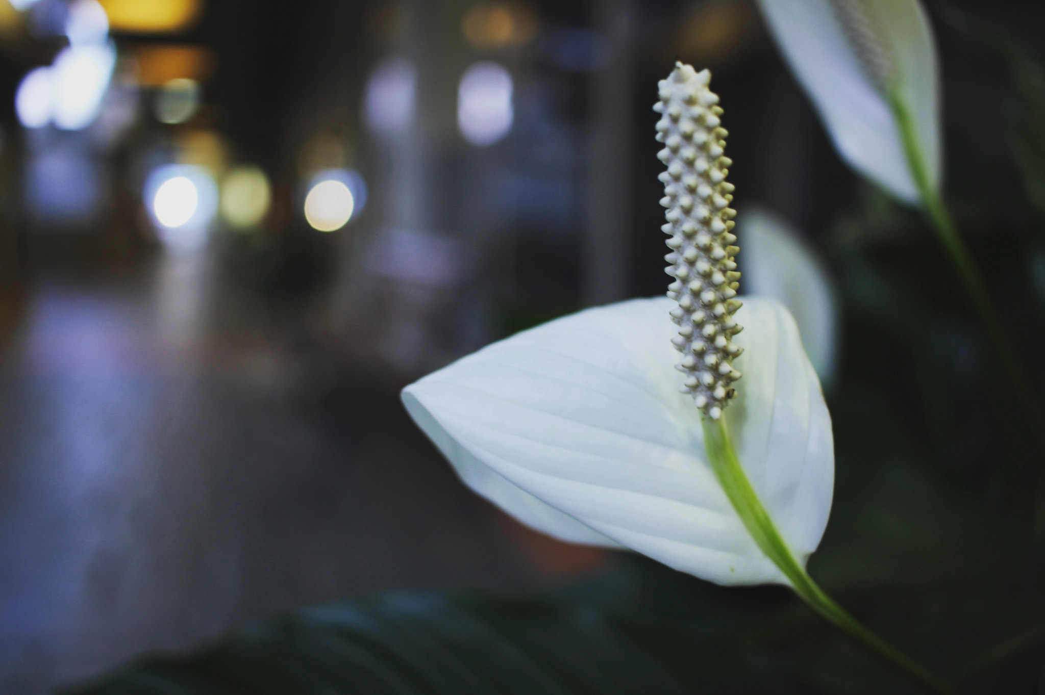 Canon EF-S 24mm F2.8 STM sample photo
