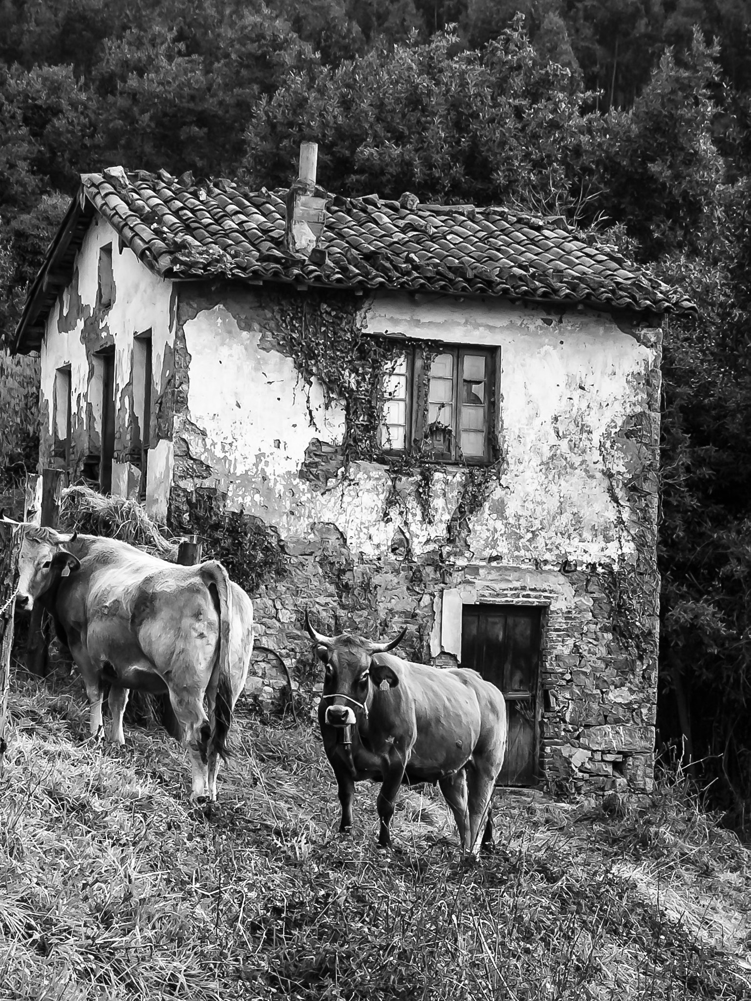 Canon EOS 50D sample photo. Cows of candamo photography