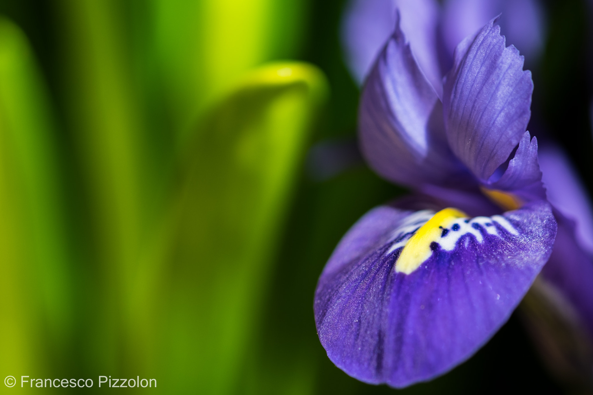 Fujifilm X-T10 + Fujifilm XF 60mm F2.4 R Macro sample photo. Violet spring photography