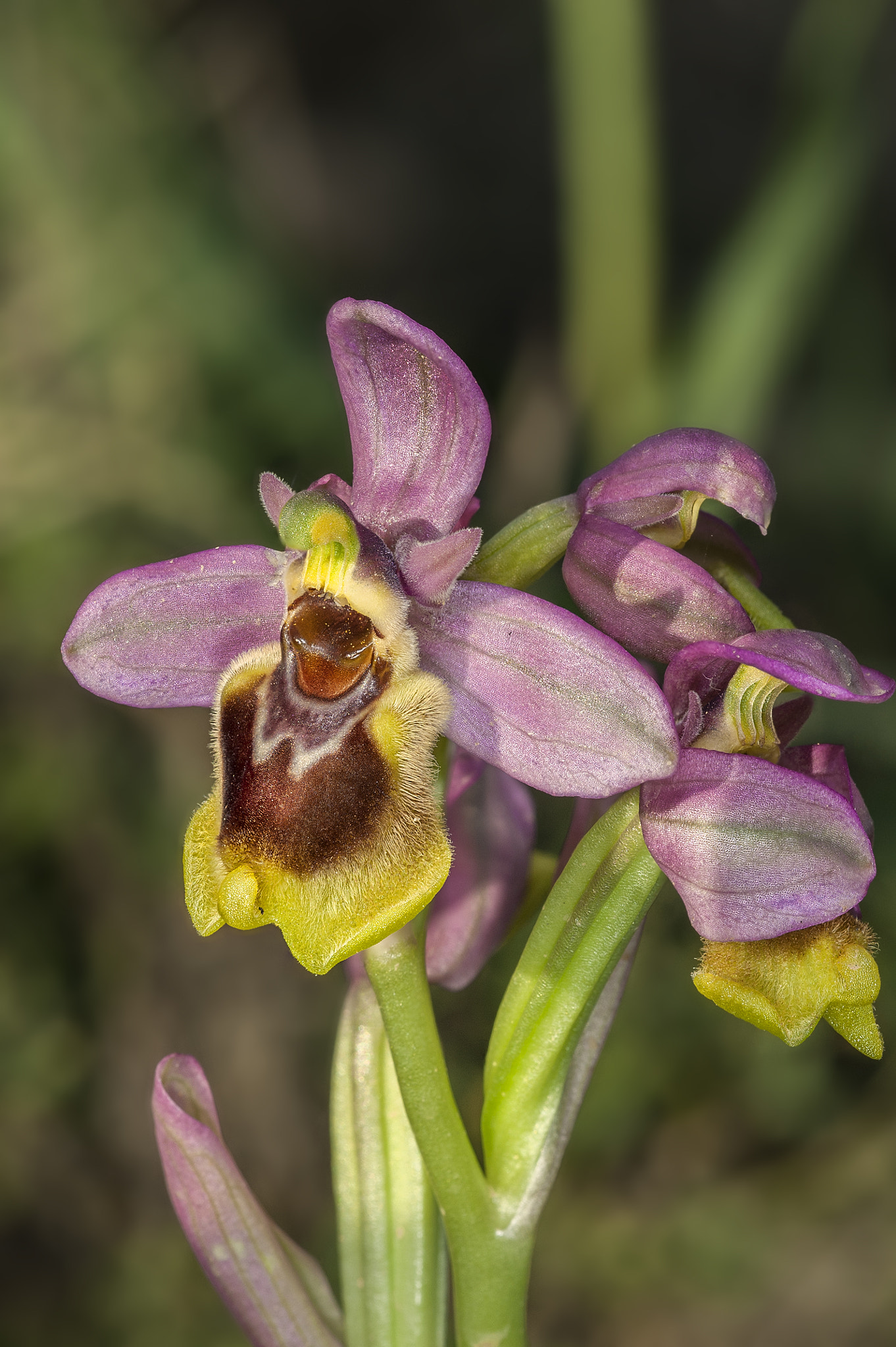 Nikon AF Micro-Nikkor 60mm F2.8D sample photo. Ophrys tenthredinifera photography