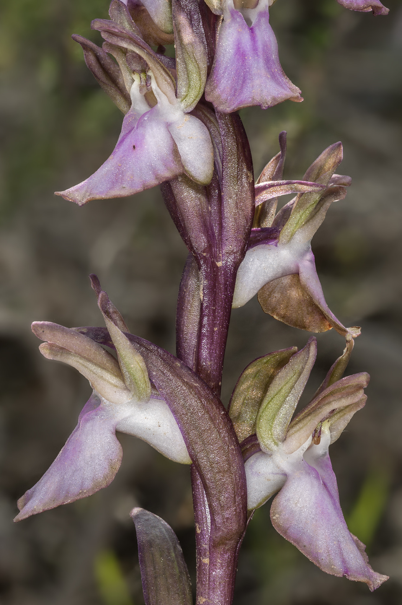 Nikon D700 + Nikon AF Micro-Nikkor 60mm F2.8D sample photo. Orchis collina photography