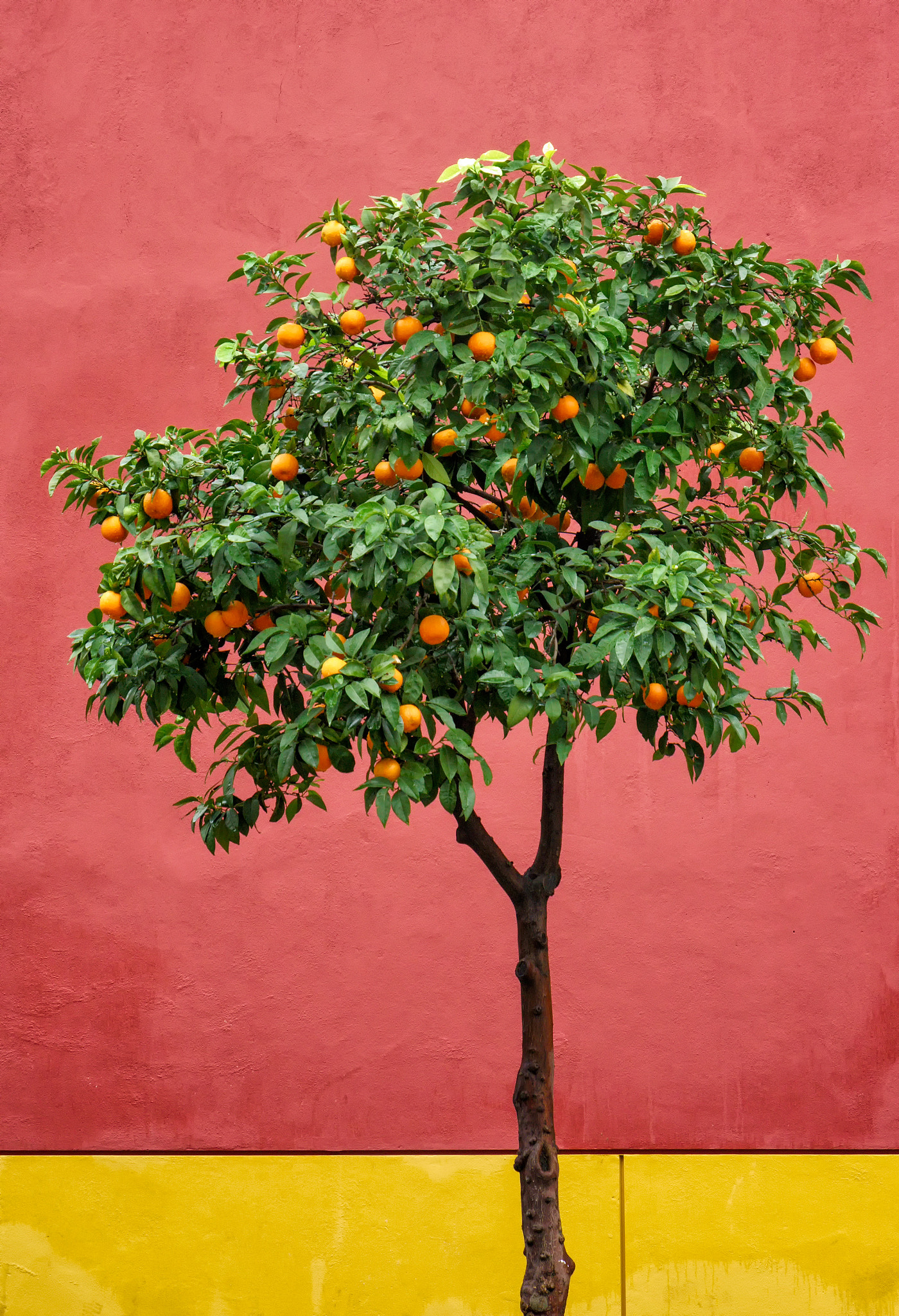 Sony Alpha NEX-7 sample photo. 'the tasteful colours of seville' photography