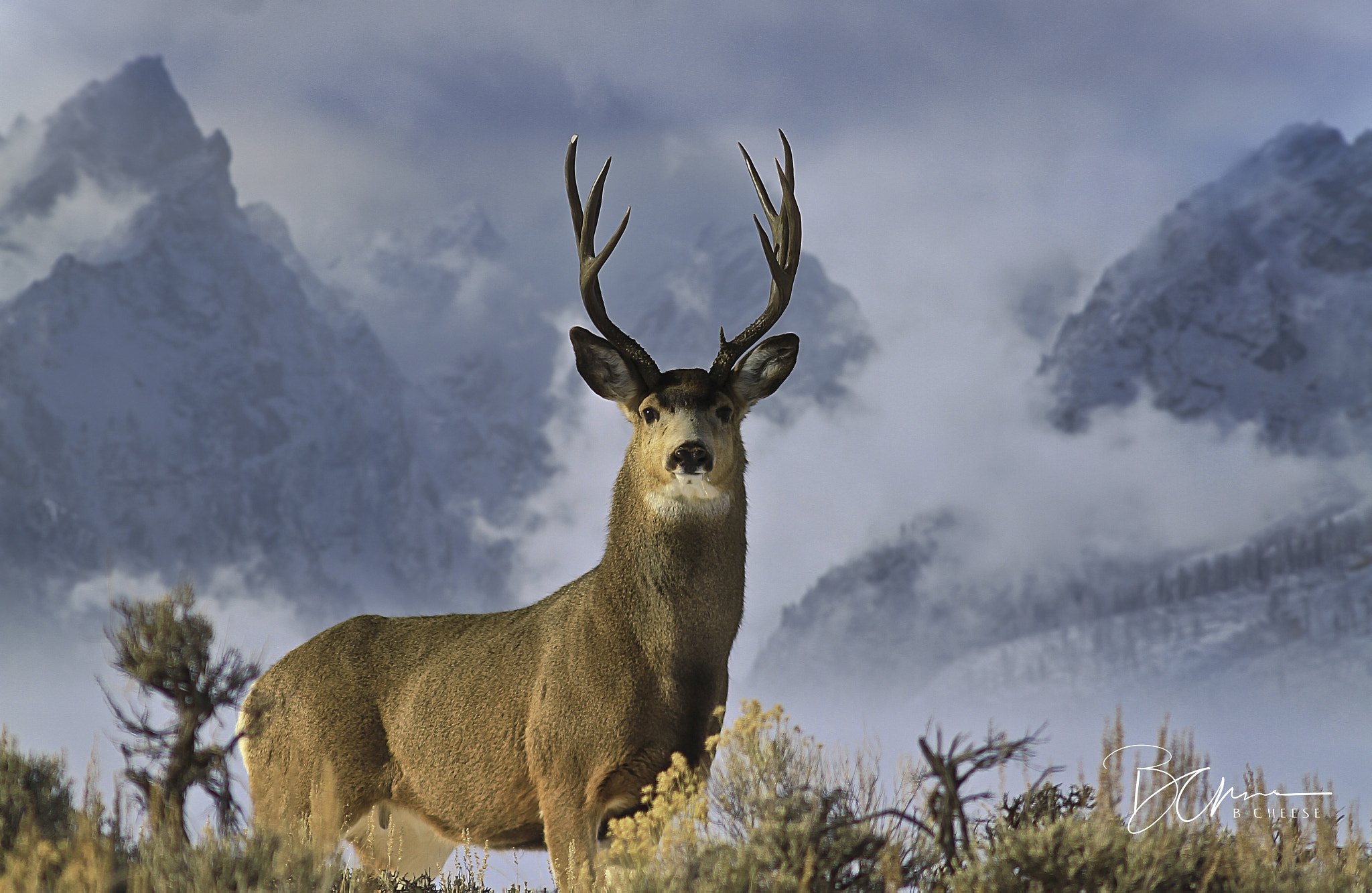 Canon EOS 7D + Canon EF 300mm F4L IS USM sample photo. Mountain buck photography