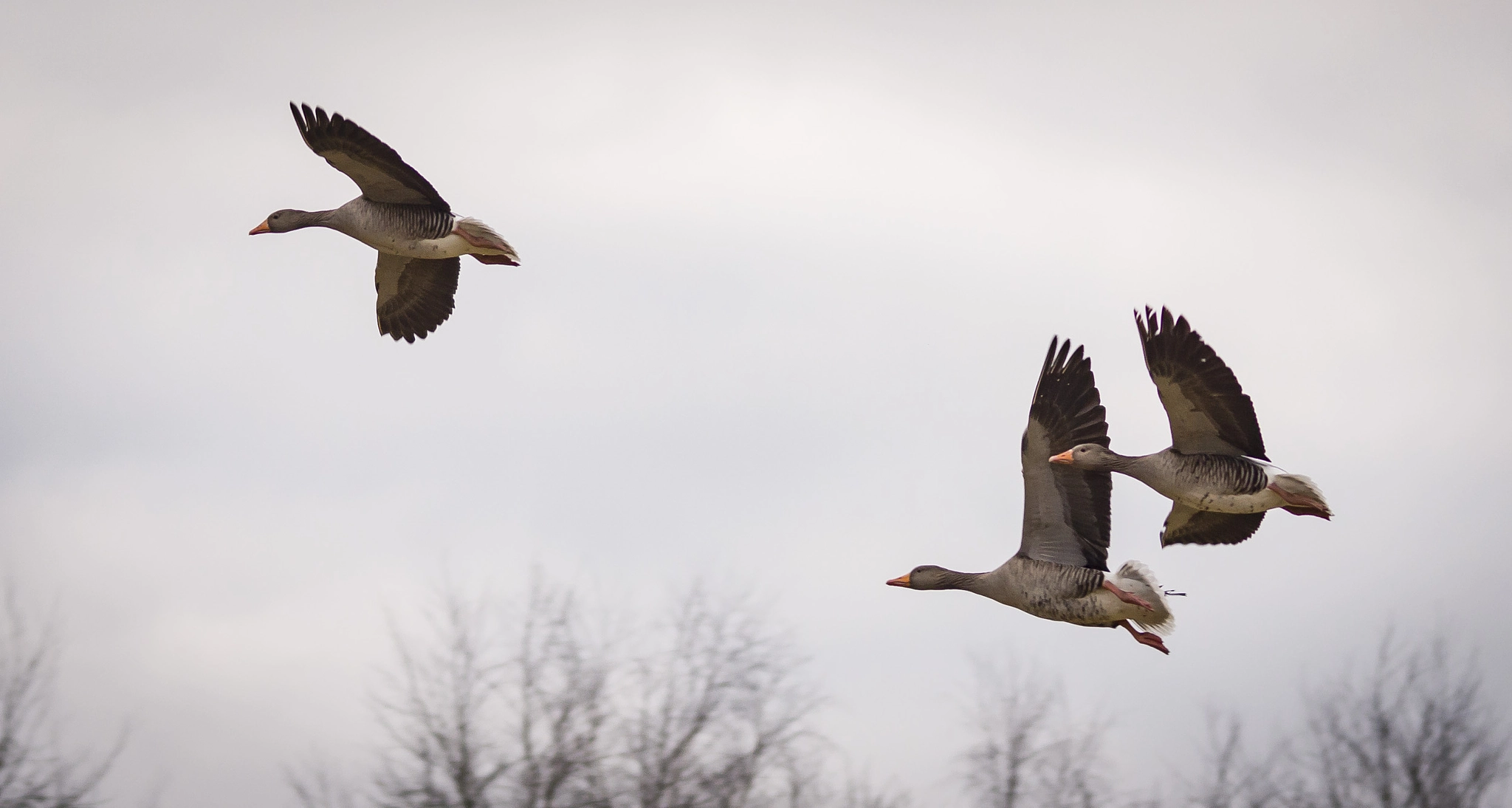 Sony SLT-A77 + Sigma 150-500mm F5-6.3 DG OS HSM sample photo. Gänse photography