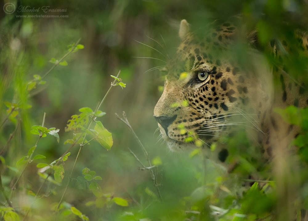 Nikon D3S + Nikon AF-S Nikkor 500mm F4G ED VR sample photo. Hidden hunter photography