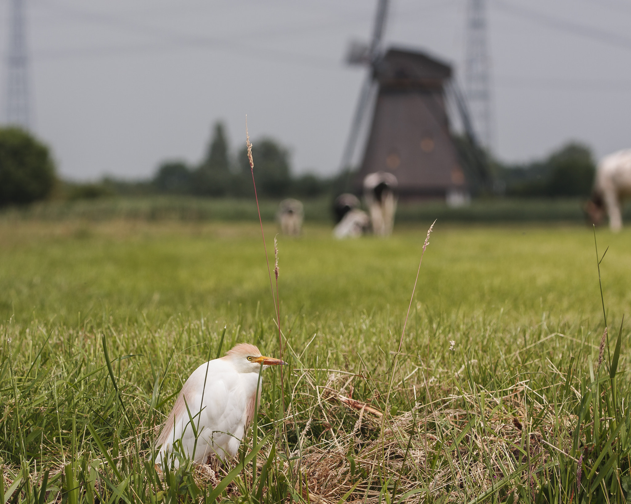 Canon EOS 40D sample photo. Koereiger (bubulcus ibis) photography