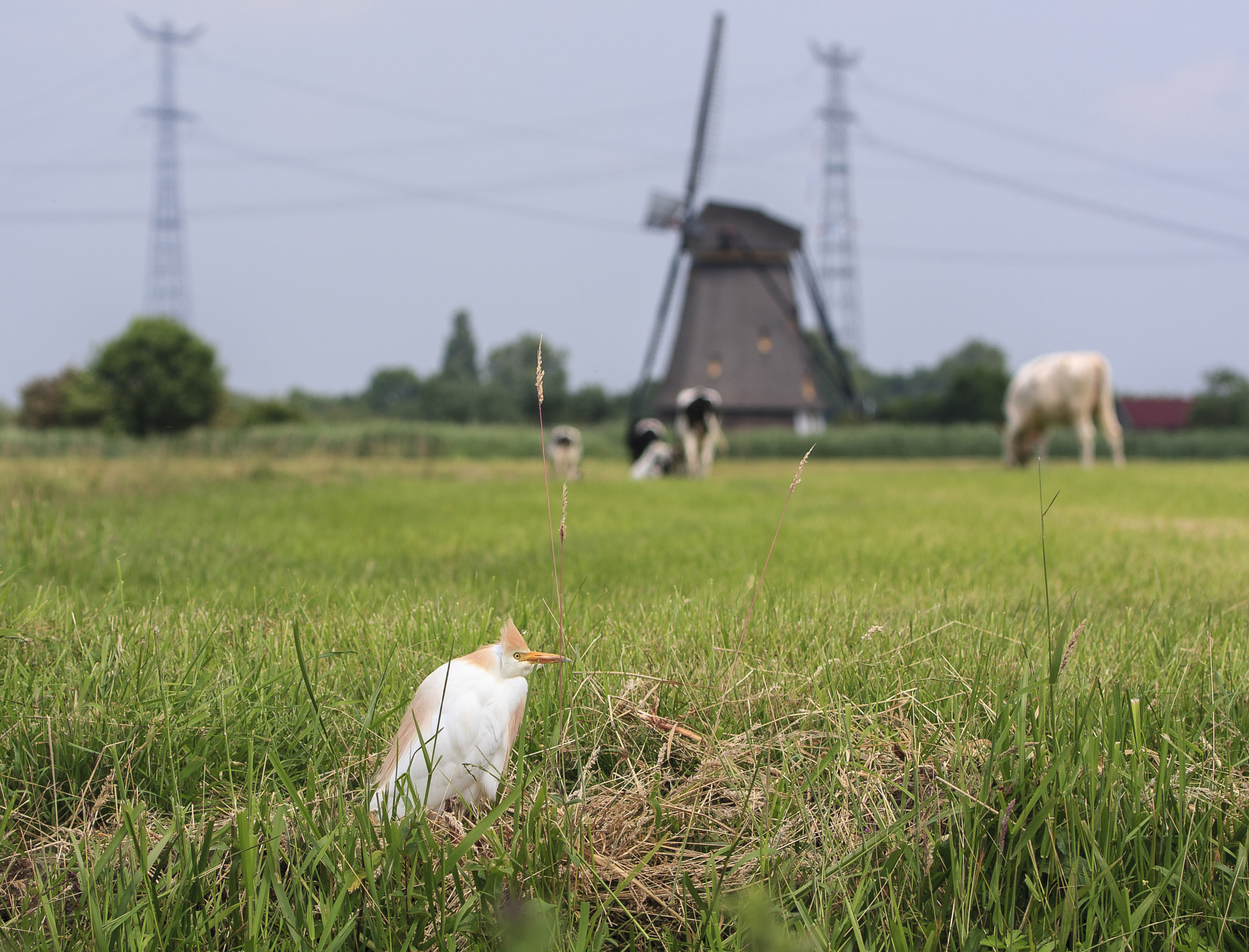 Canon EOS 40D sample photo. Koereiger (bubulcus ibis) photography