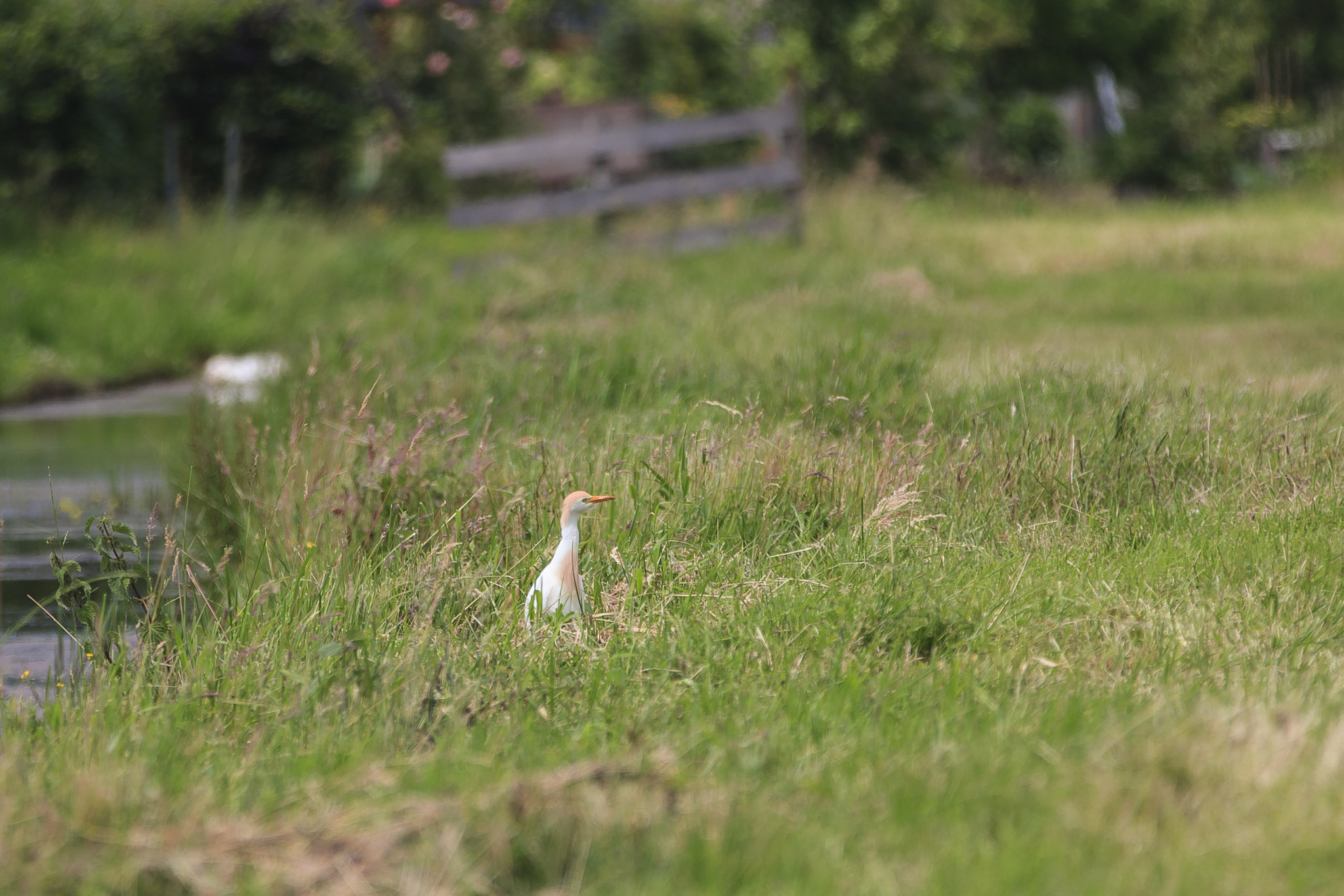 Canon EOS 40D sample photo. Koereiger (bubulcus ibis) photography