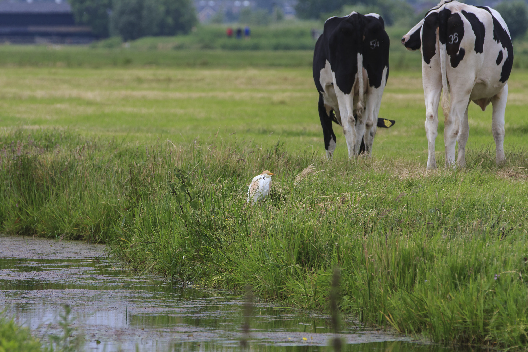 Canon EOS 40D sample photo. Koereiger (bubulcus ibis) photography