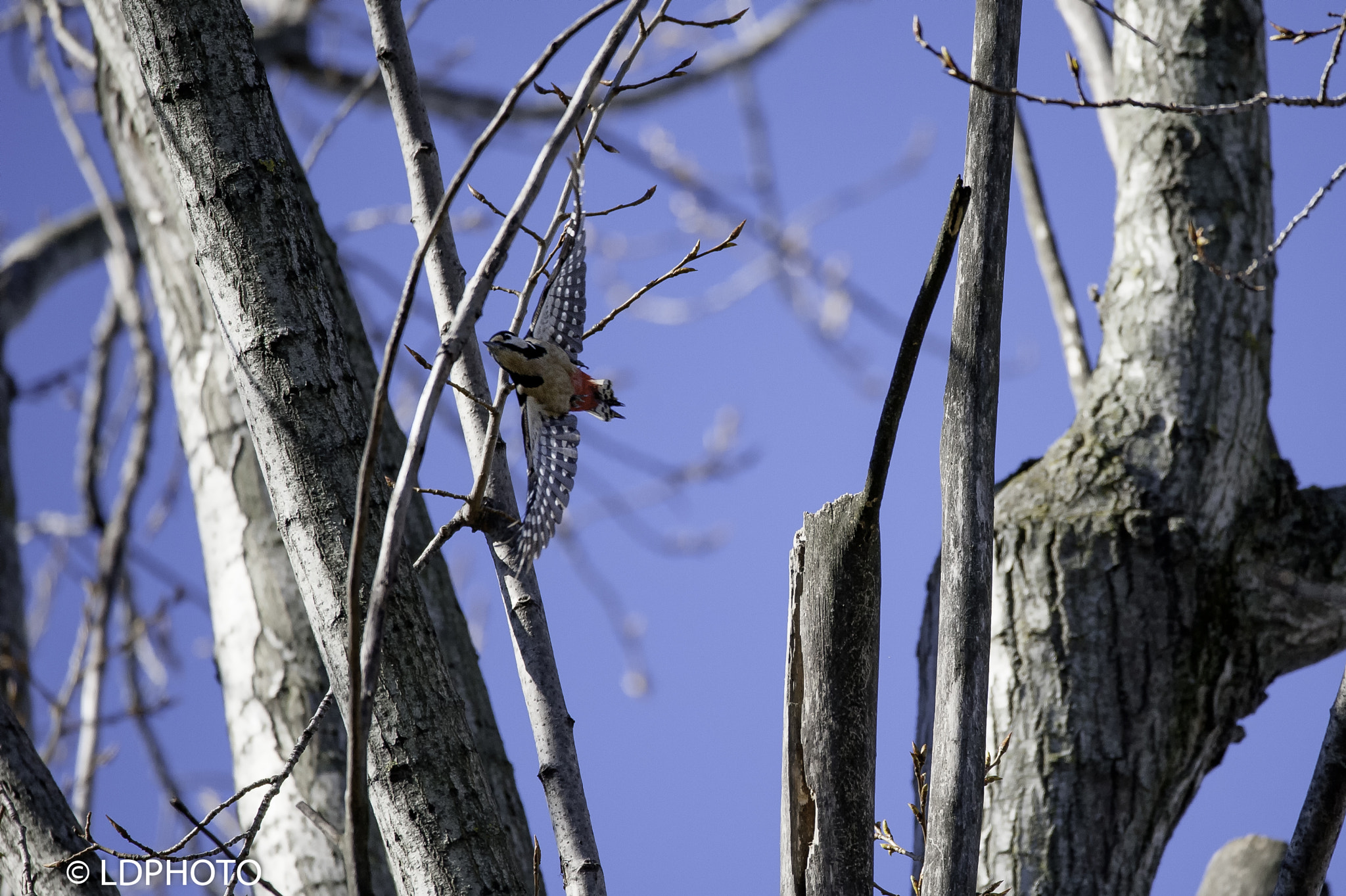 Sigma 150-600mm F5-6.3 DG OS HSM | C sample photo. Flying woodpecker photography