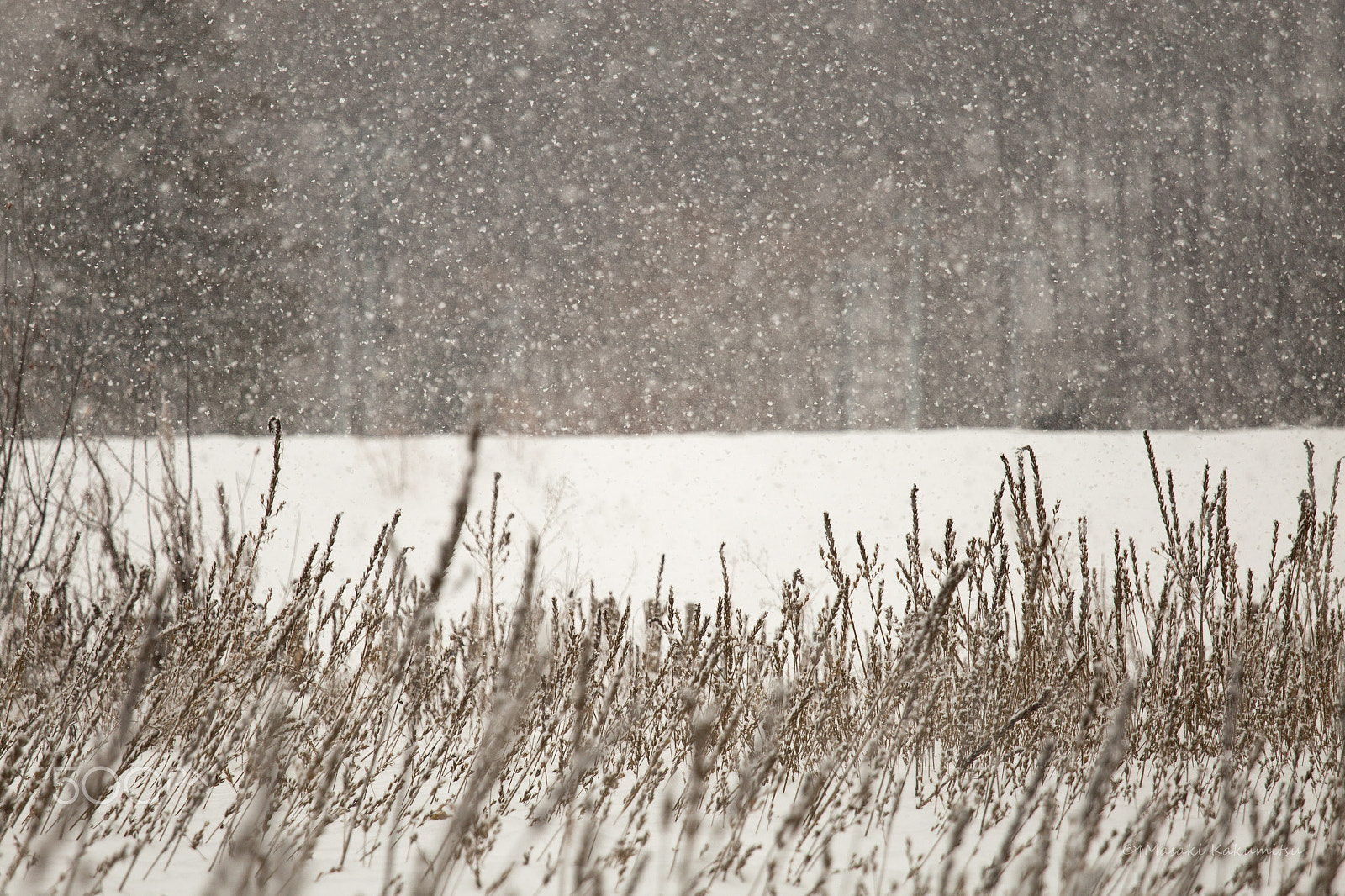 Canon EF 70-200mm F4L IS USM sample photo. I know photography