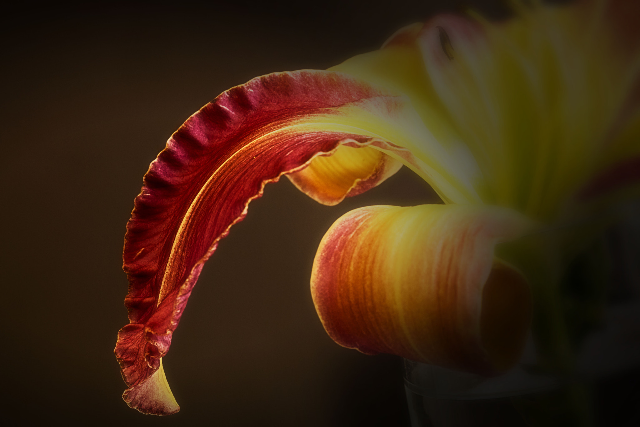 Canon EF 100mm F2.8 Macro USM sample photo. Img photography