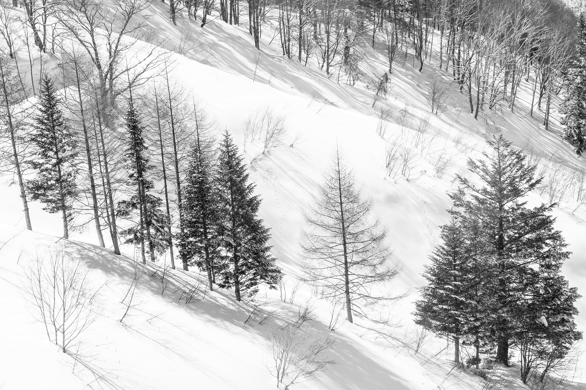 Fujifilm X-T1 + Fujifilm XF 56mm F1.2 R sample photo. Snow photography