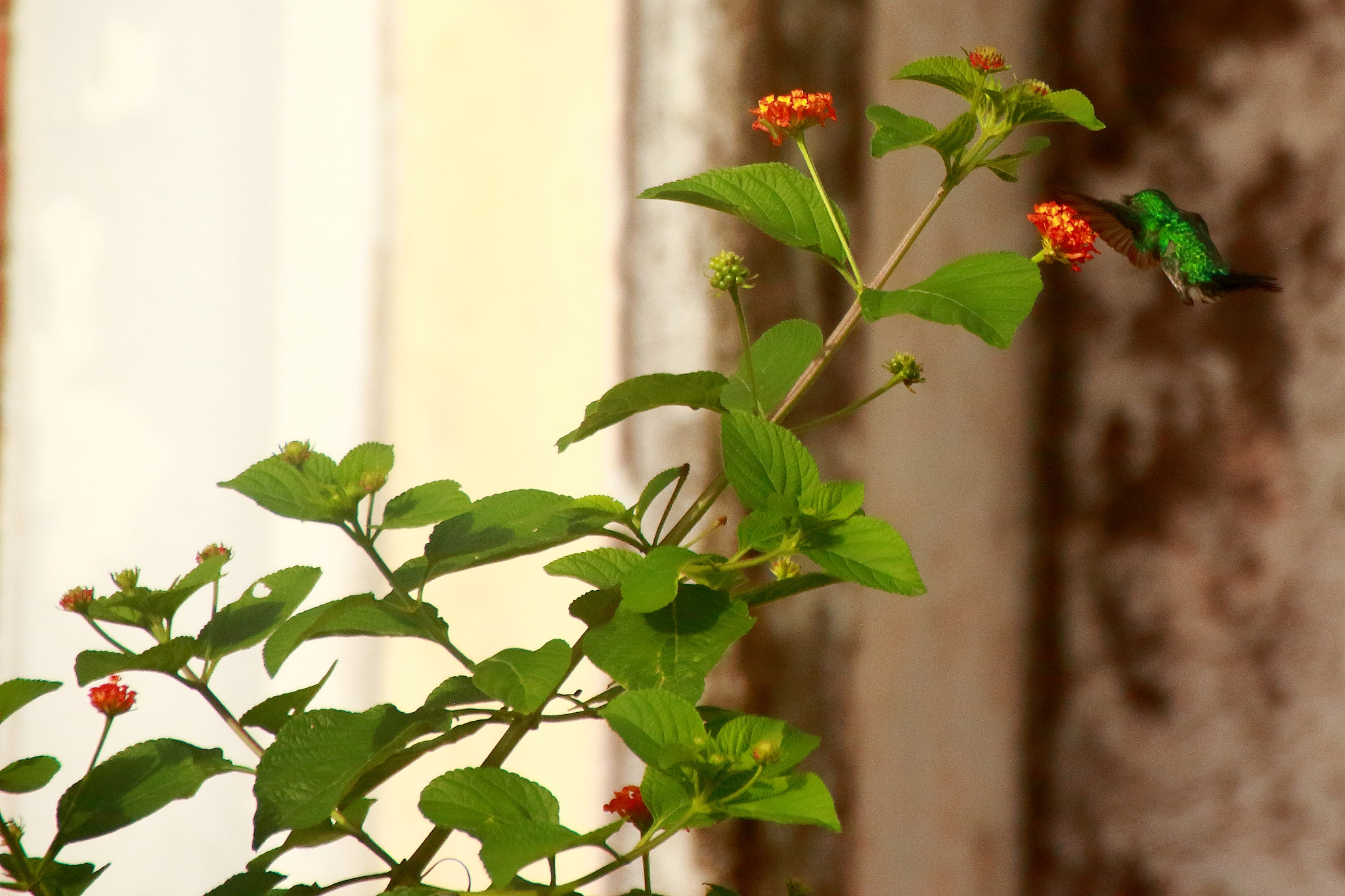 Canon EOS 1100D (EOS Rebel T3 / EOS Kiss X50) sample photo. Colibri vert photography