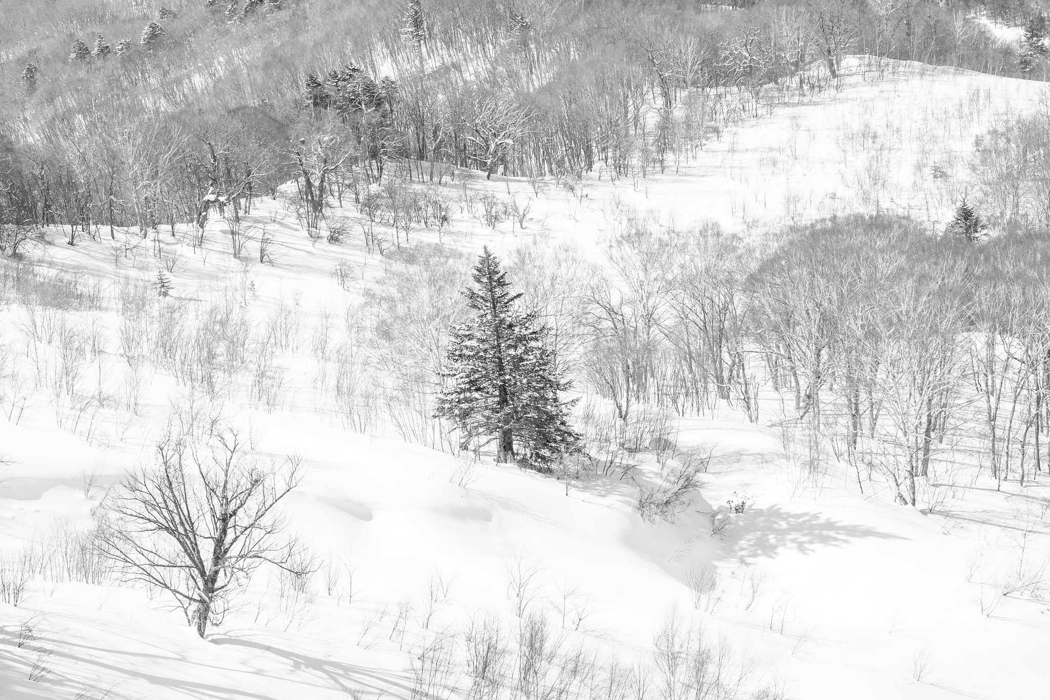 Fujifilm X-T1 + Fujifilm XF 56mm F1.2 R sample photo. Snow photography