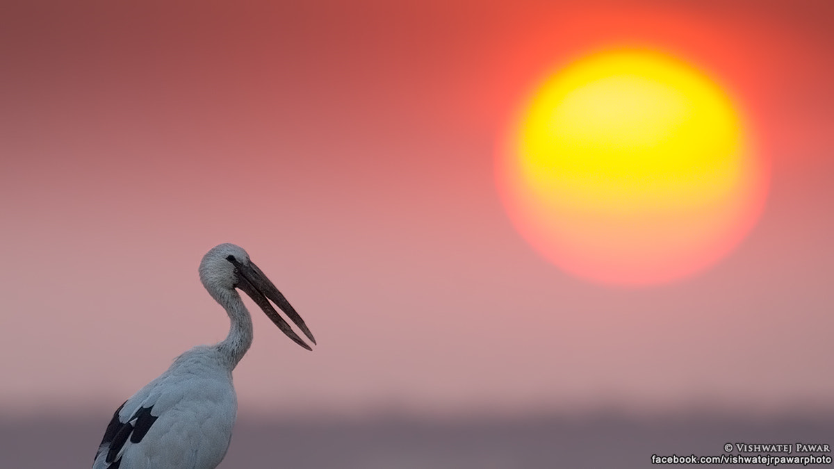 150-600mm F5-6.3 DG OS HSM | Sports 014 sample photo. Openbill stork photography