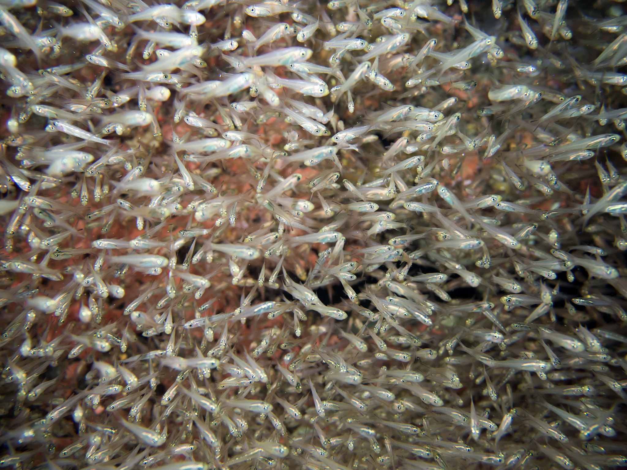 Olympus PEN E-PL7 sample photo. Fish soup photography