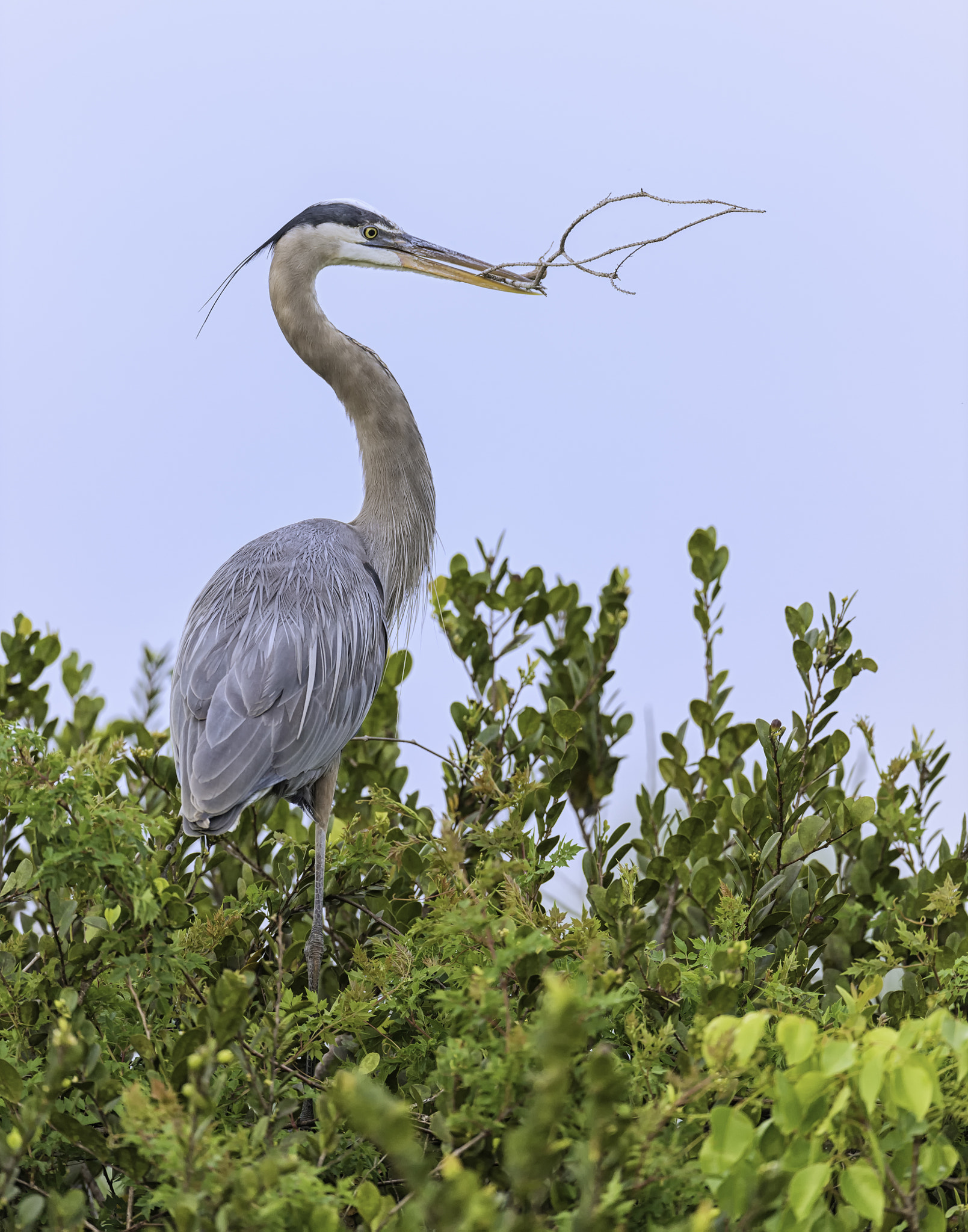 Nikon D4 + Nikon AF-S Nikkor 600mm F4G ED VR sample photo. Gathering for the nest... photography