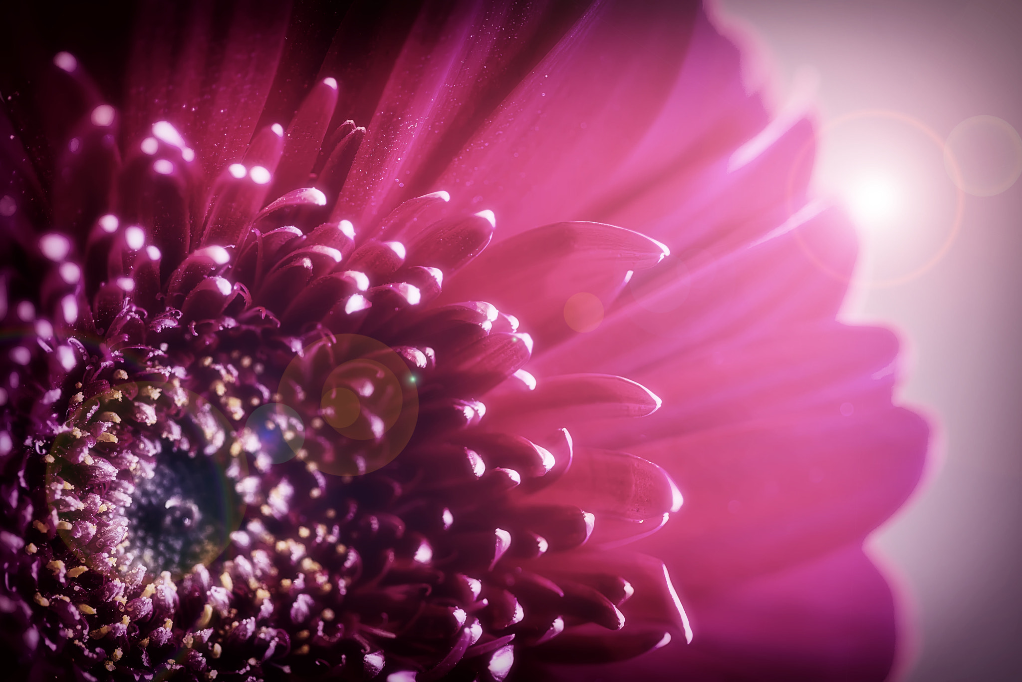 Canon EF 100mm F2.8 Macro USM sample photo. Img photography