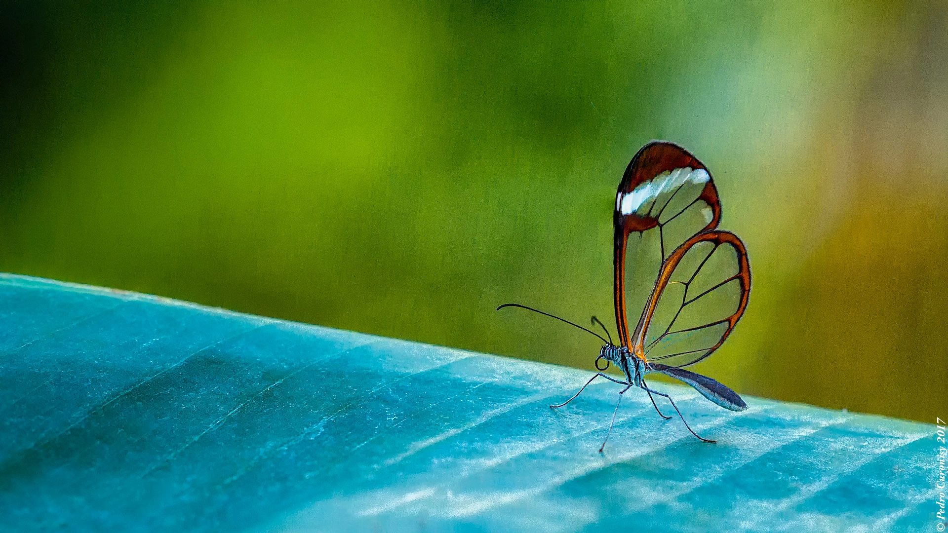 Olympus OM-D E-M1 Mark II + Olympus M.Zuiko Digital ED 40-150mm F2.8 Pro sample photo. Mariposa de cristal photography