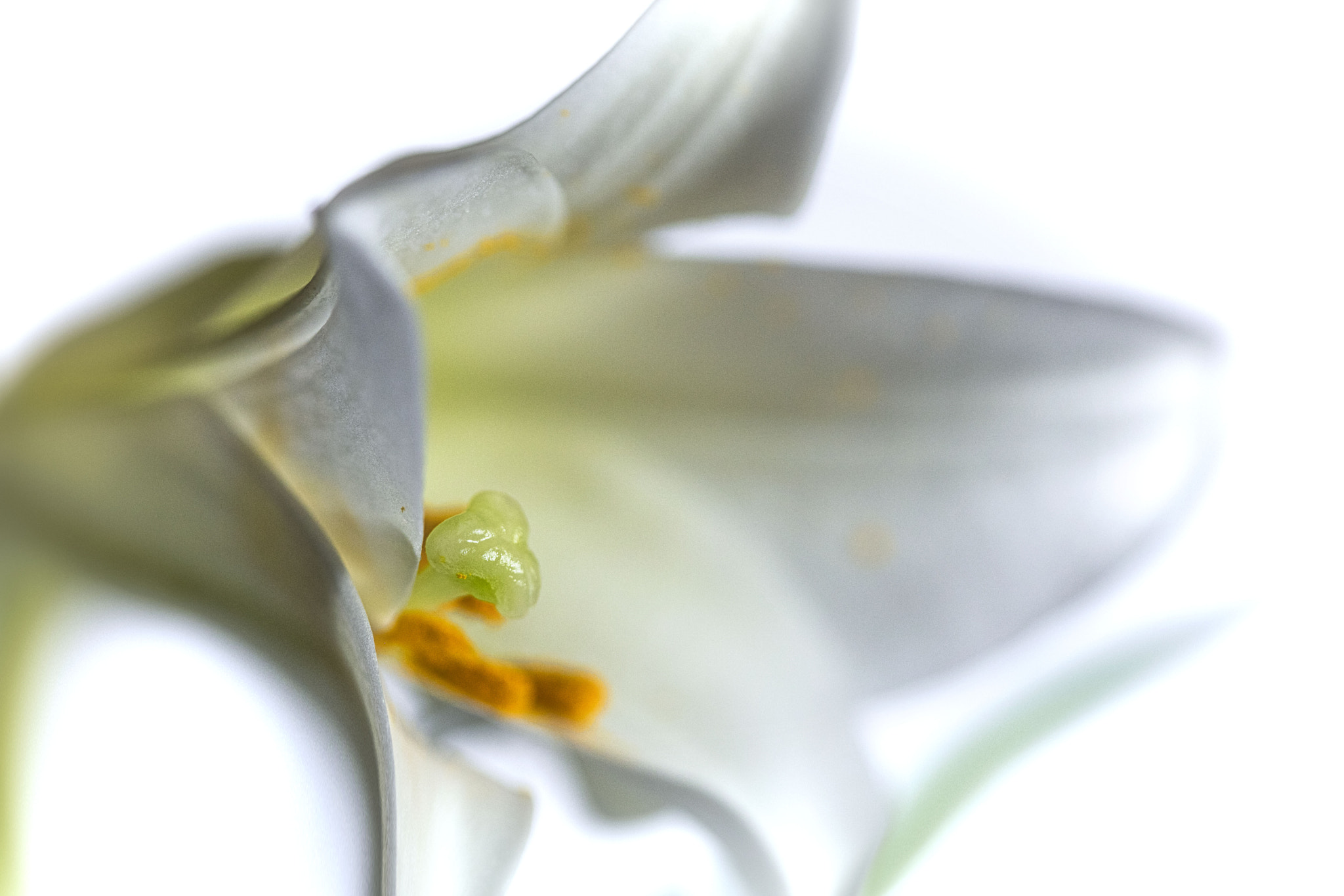 Canon EF 100mm F2.8 Macro USM sample photo. Img photography
