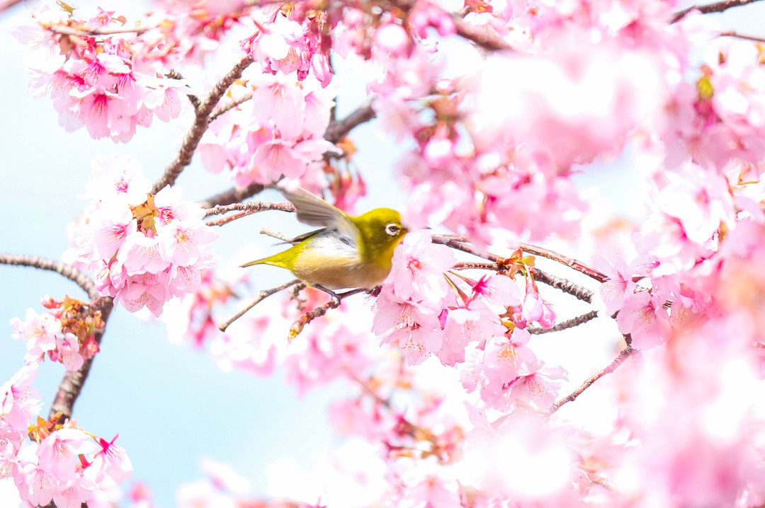 Canon EOS 650D (EOS Rebel T4i / EOS Kiss X6i) sample photo. Cherry blossoms and japanese white photography