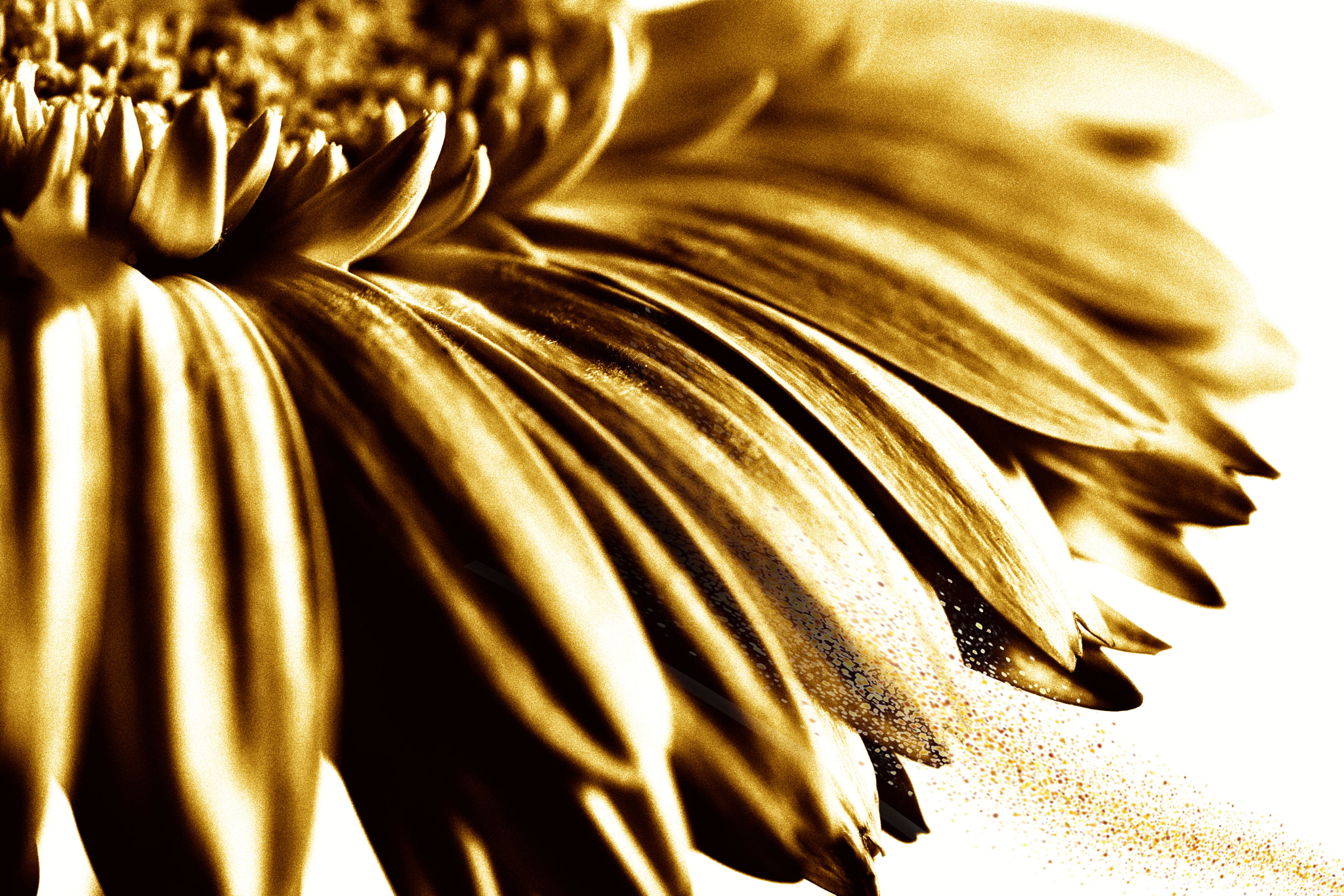 Canon EF 100mm F2.8 Macro USM sample photo. Img photography