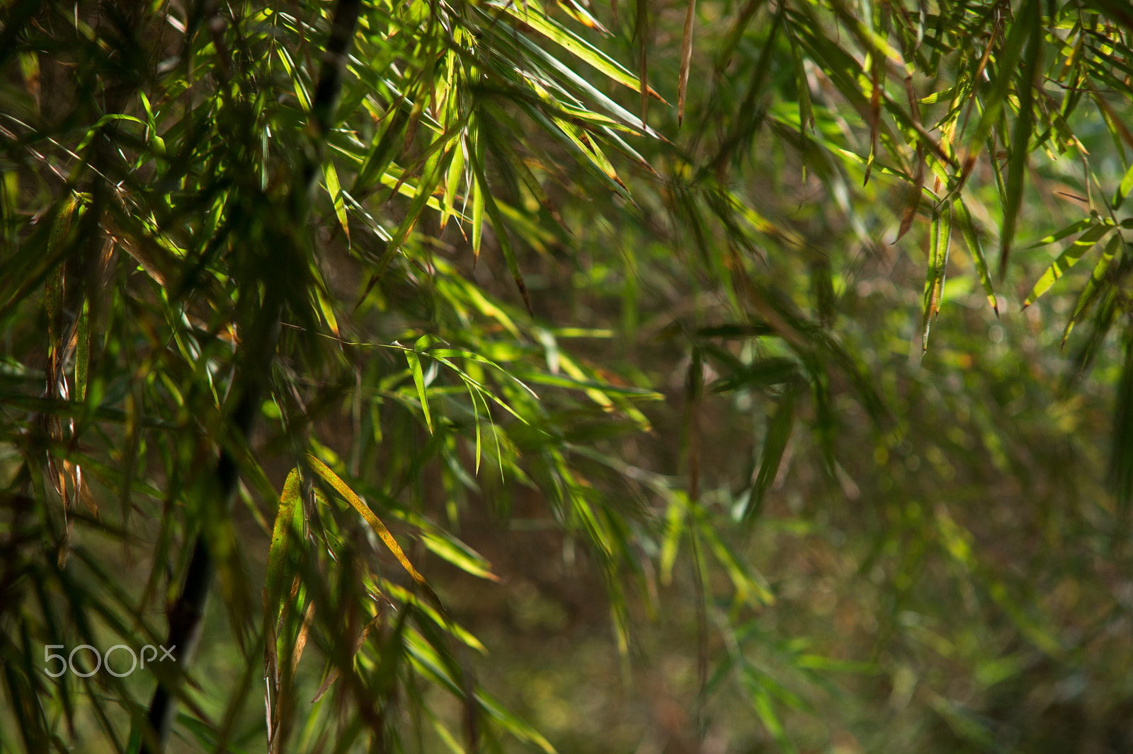 Canon EOS 70D sample photo. Bamboo photography
