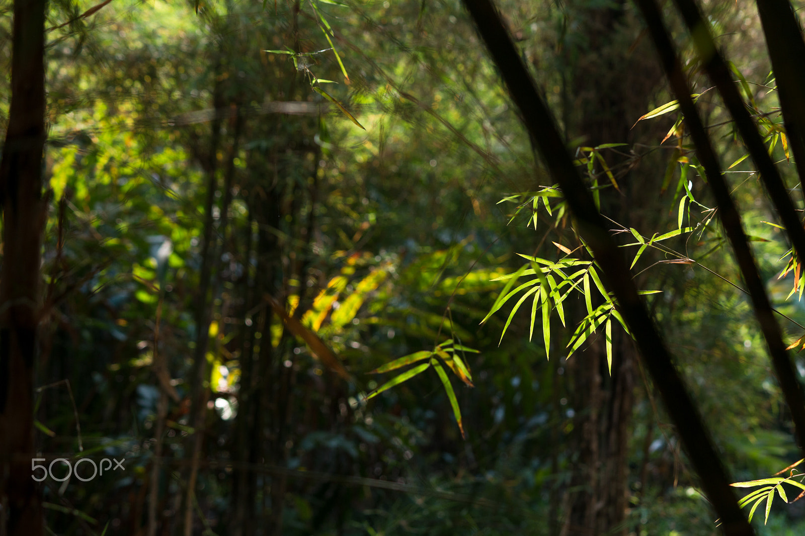 Sigma APO 50-150mm f/2.8 [II] EX DC HSM sample photo. Bamboo photography