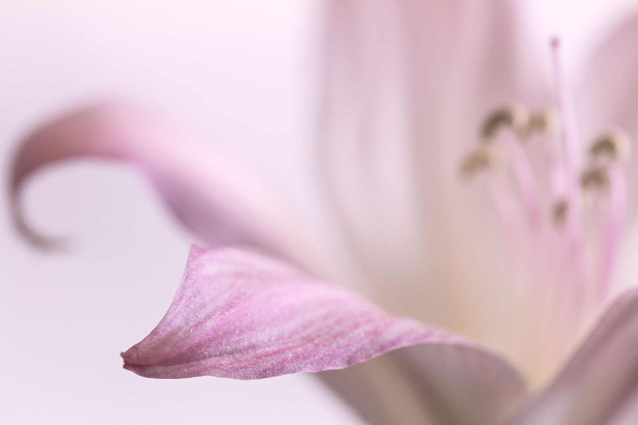 Canon EF 100mm F2.8 Macro USM sample photo. Untitled photography