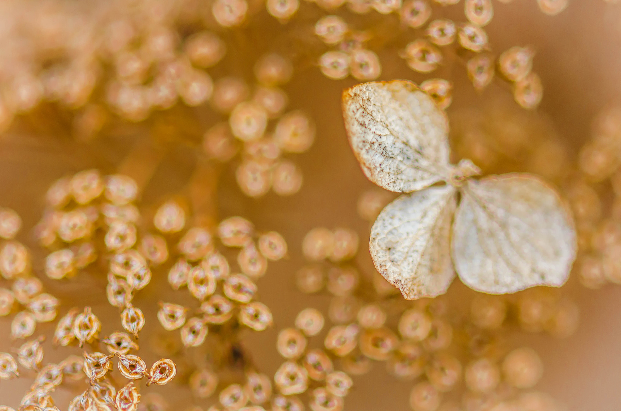 Nikon AF-S Micro-Nikkor 105mm F2.8G IF-ED VR sample photo. Inside a spent hydrangea bloom photography