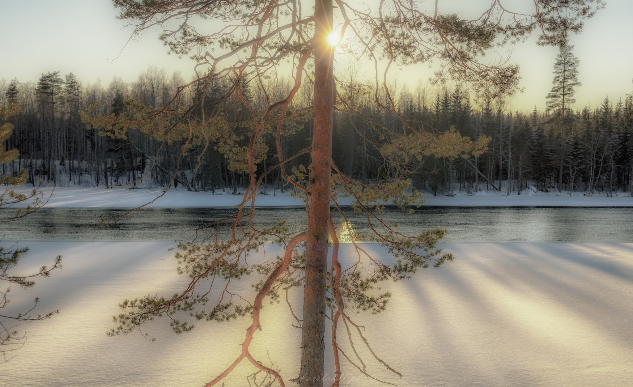 Nikon D600 + AF Nikkor 50mm f/1.4 sample photo. Tree and light photography