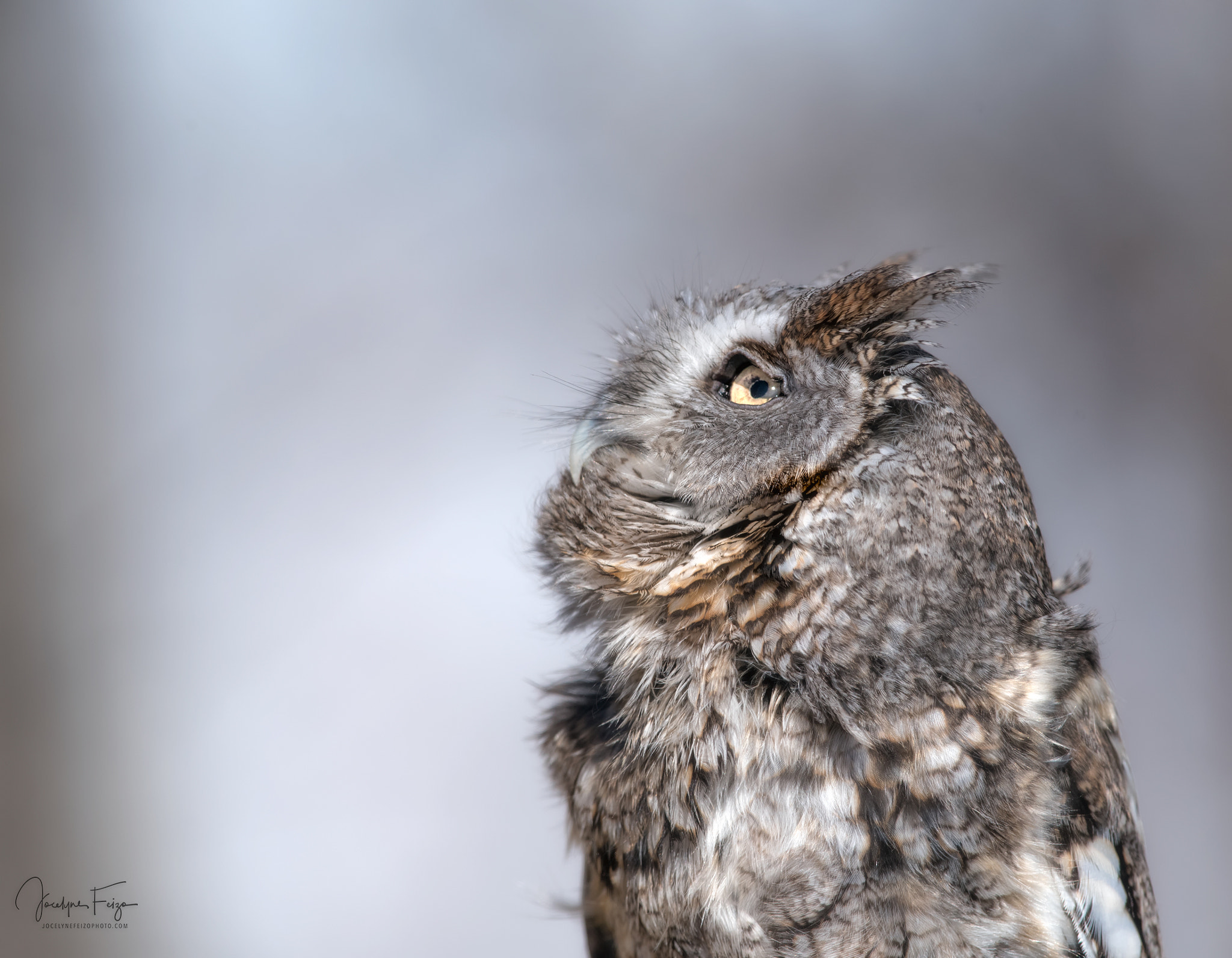 Nikon D750 + Nikon AF-S Nikkor 300mm F4D ED-IF sample photo. Thor the eastern screech owl photography