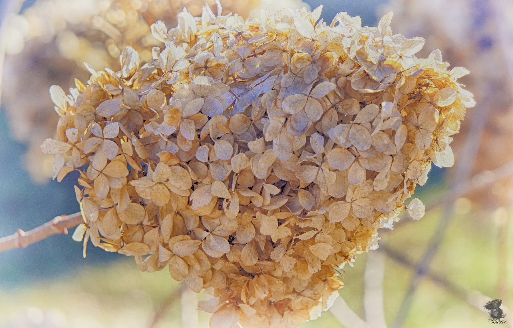 Sony Alpha NEX-3 + Sony E 55-210mm F4.5-6.3 OSS sample photo. Winter hydrangea photography