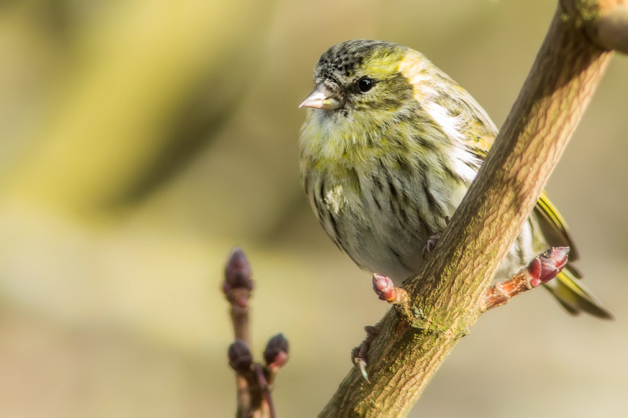 Canon EOS 6D + Canon EF 300mm F4L IS USM sample photo. Zeisig photography