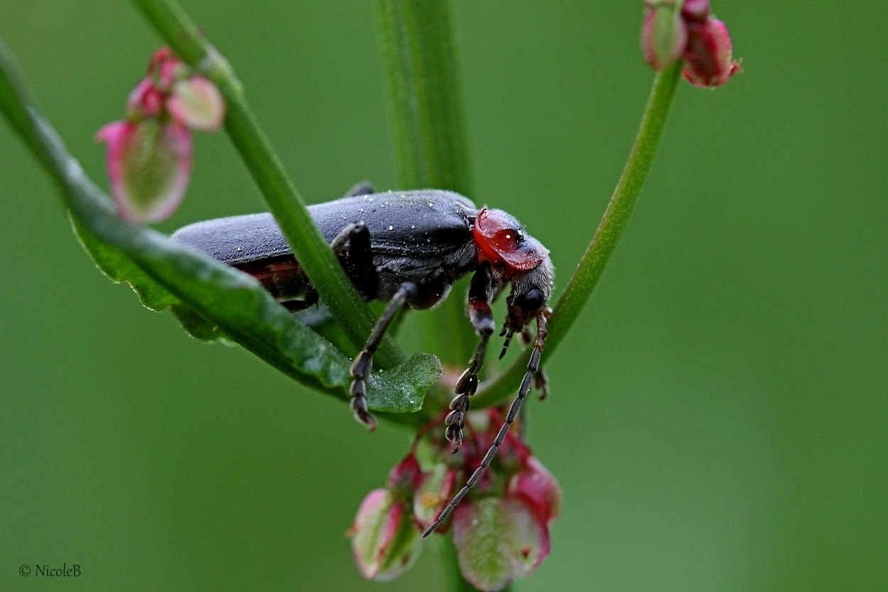 Canon EF-S 60mm F2.8 Macro USM sample photo. Pause photography